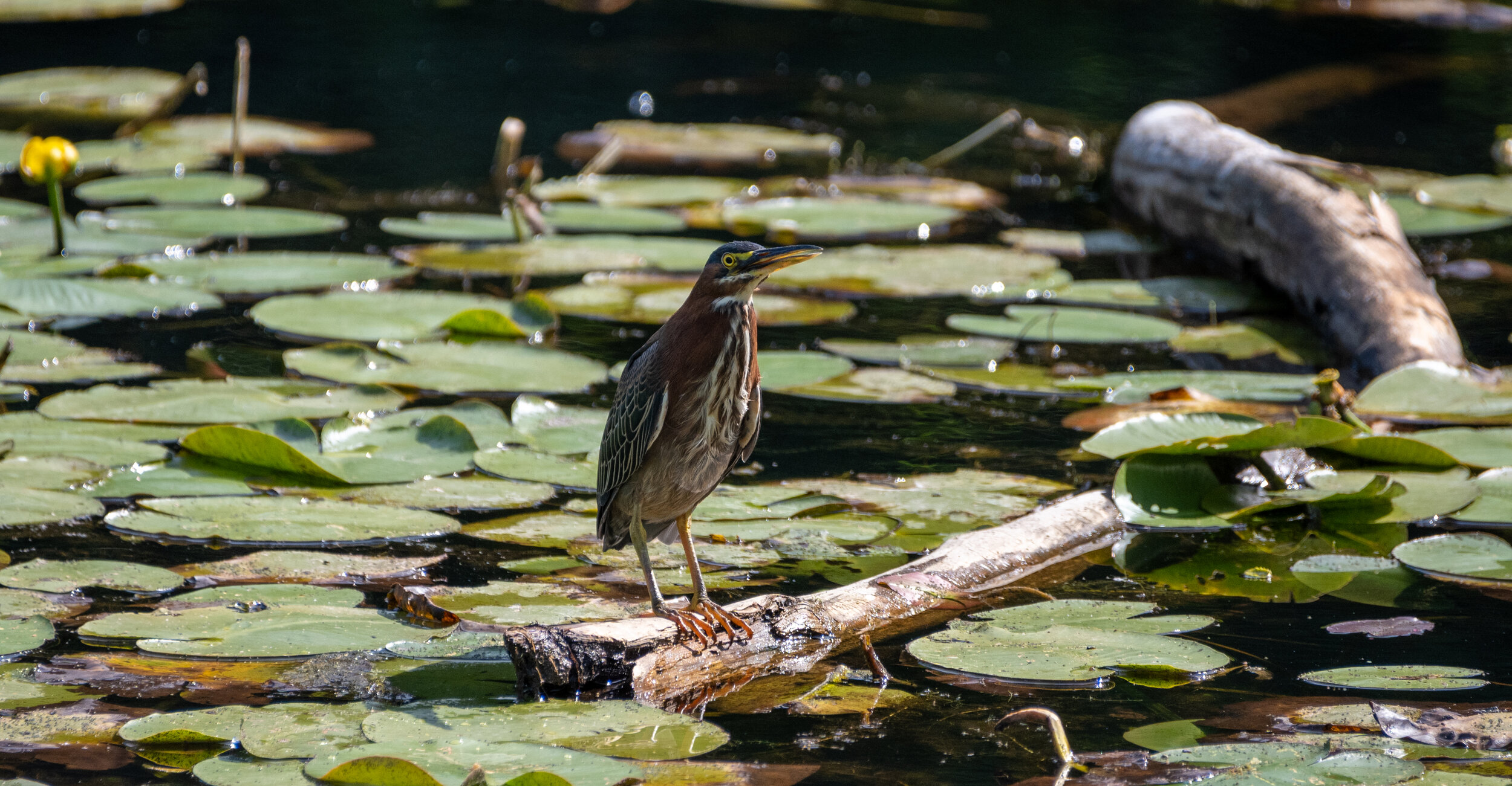 Green Heron 