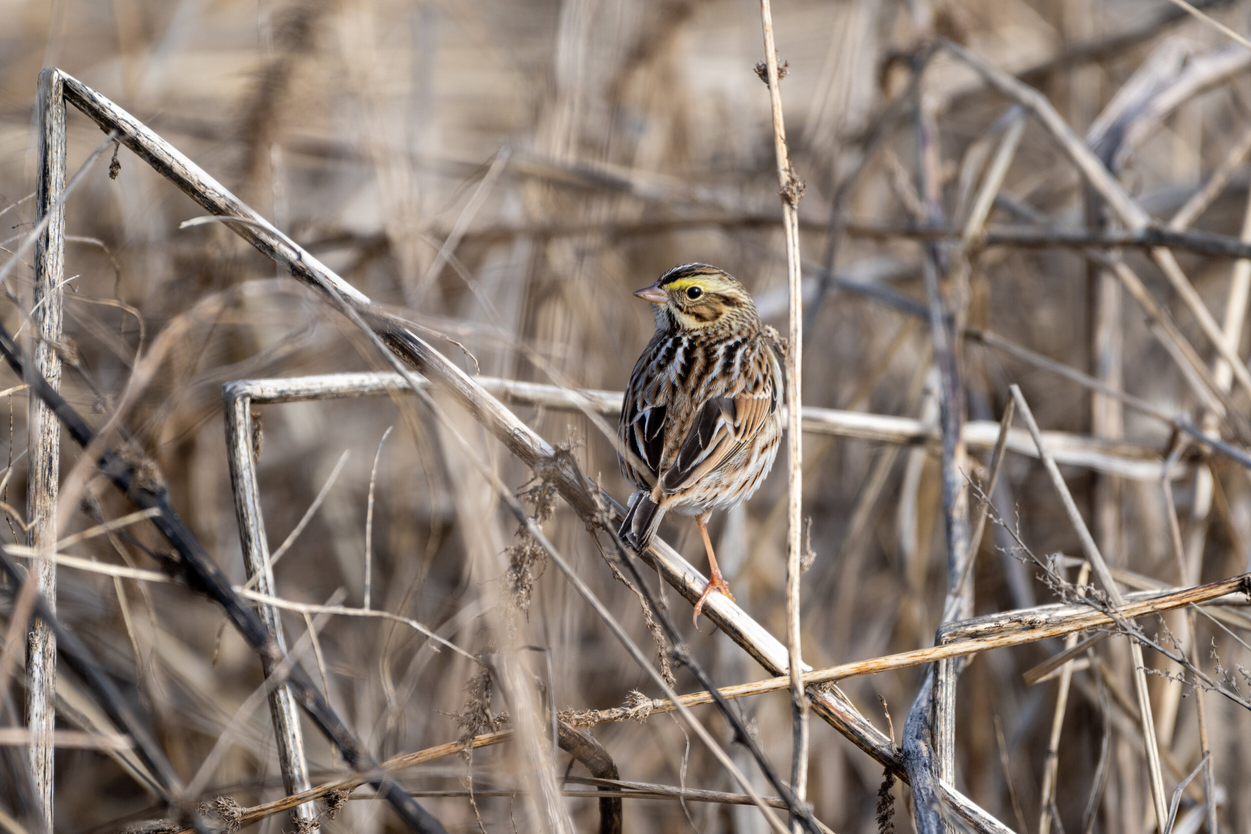 Savannah Sparrow