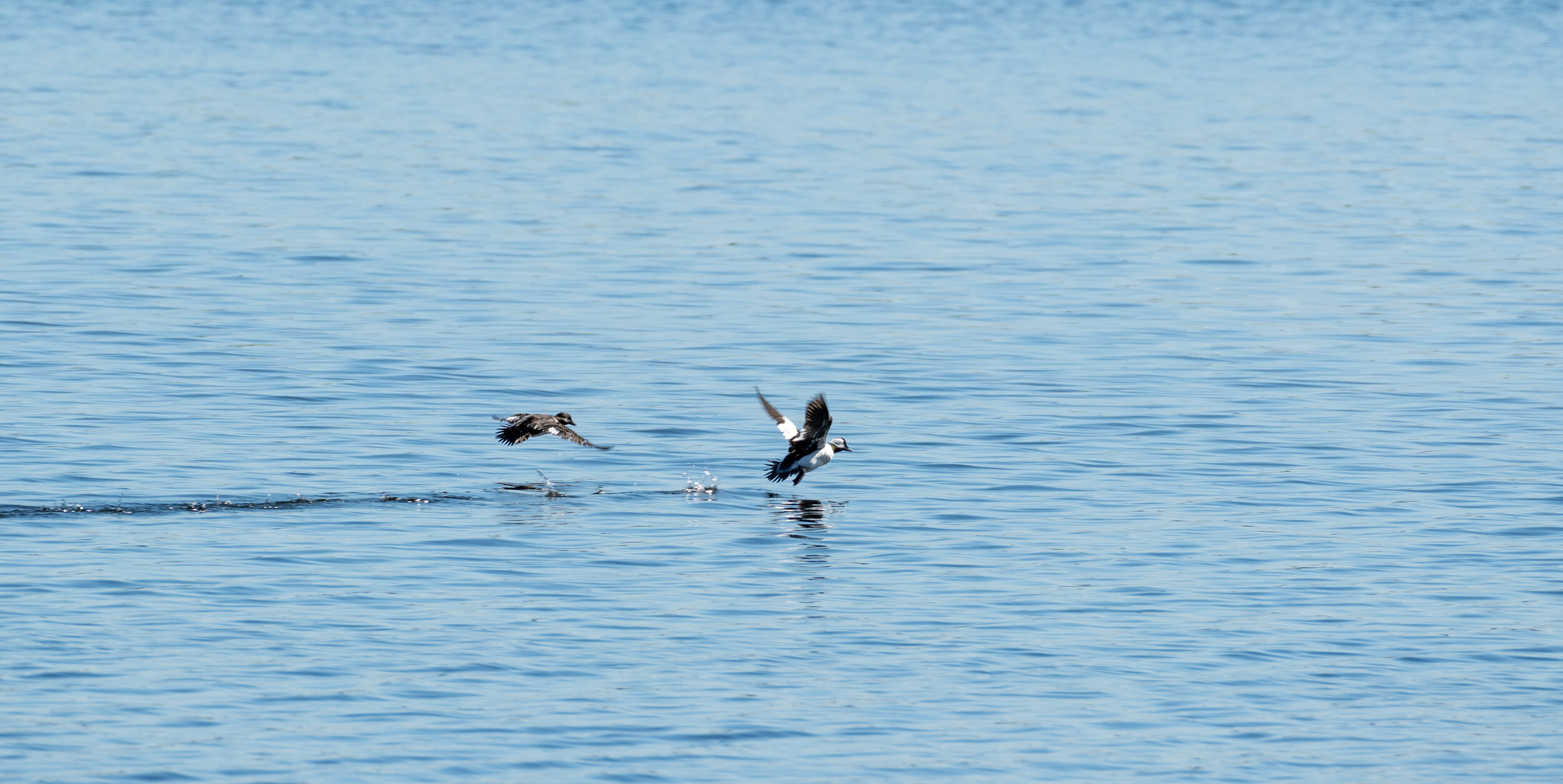 Bufflehead