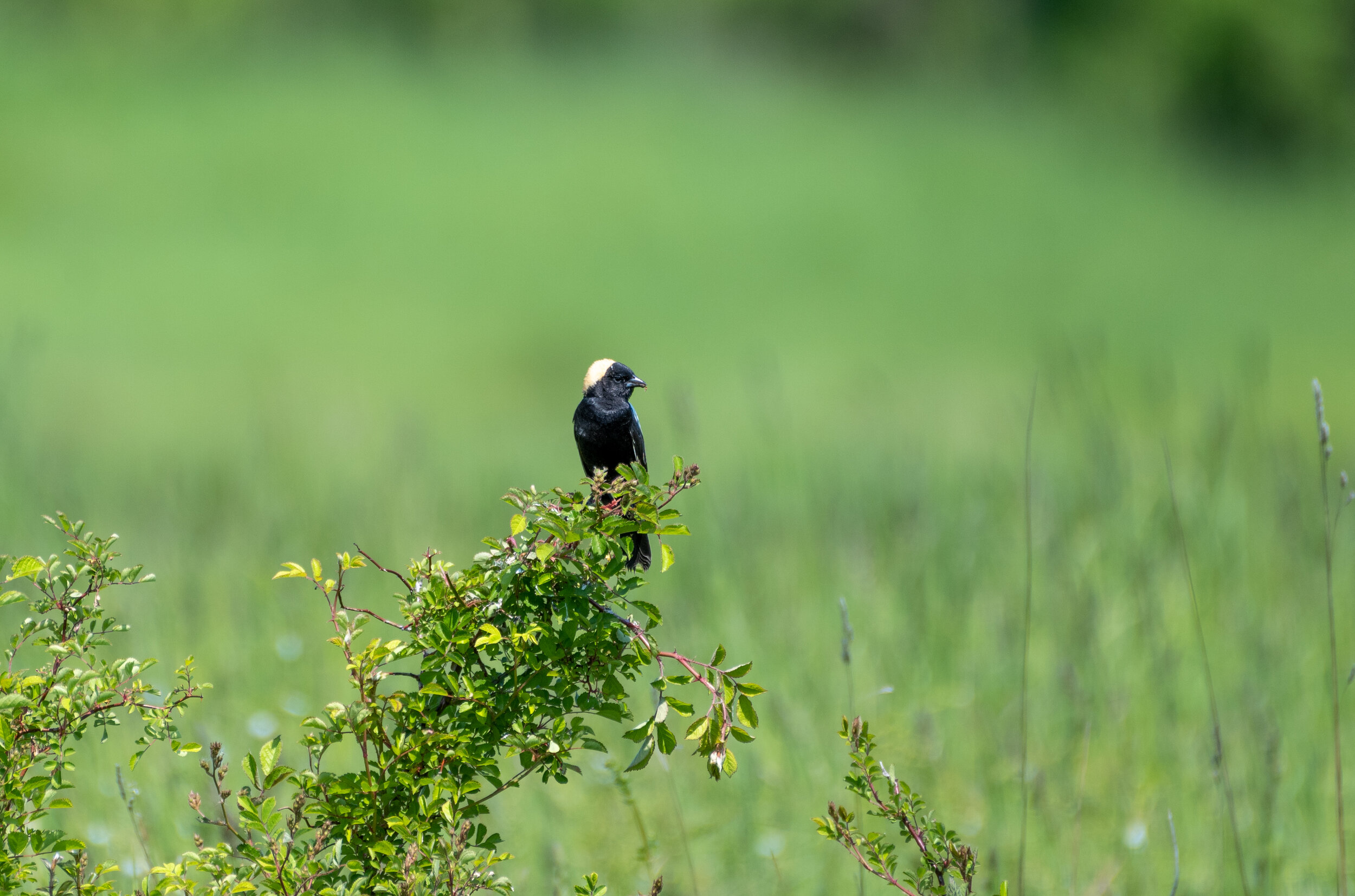 Bobolink