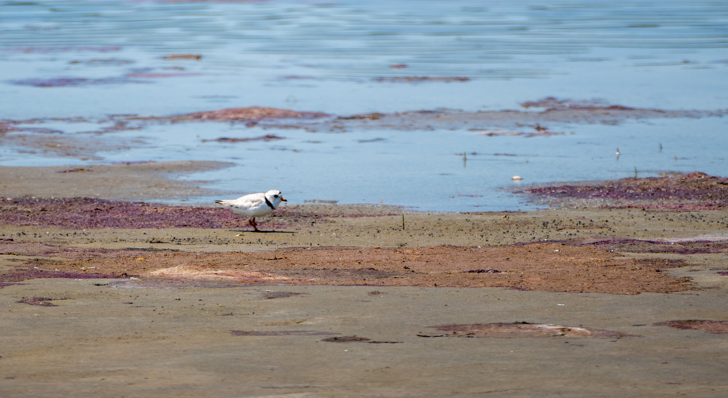 Piping Plover