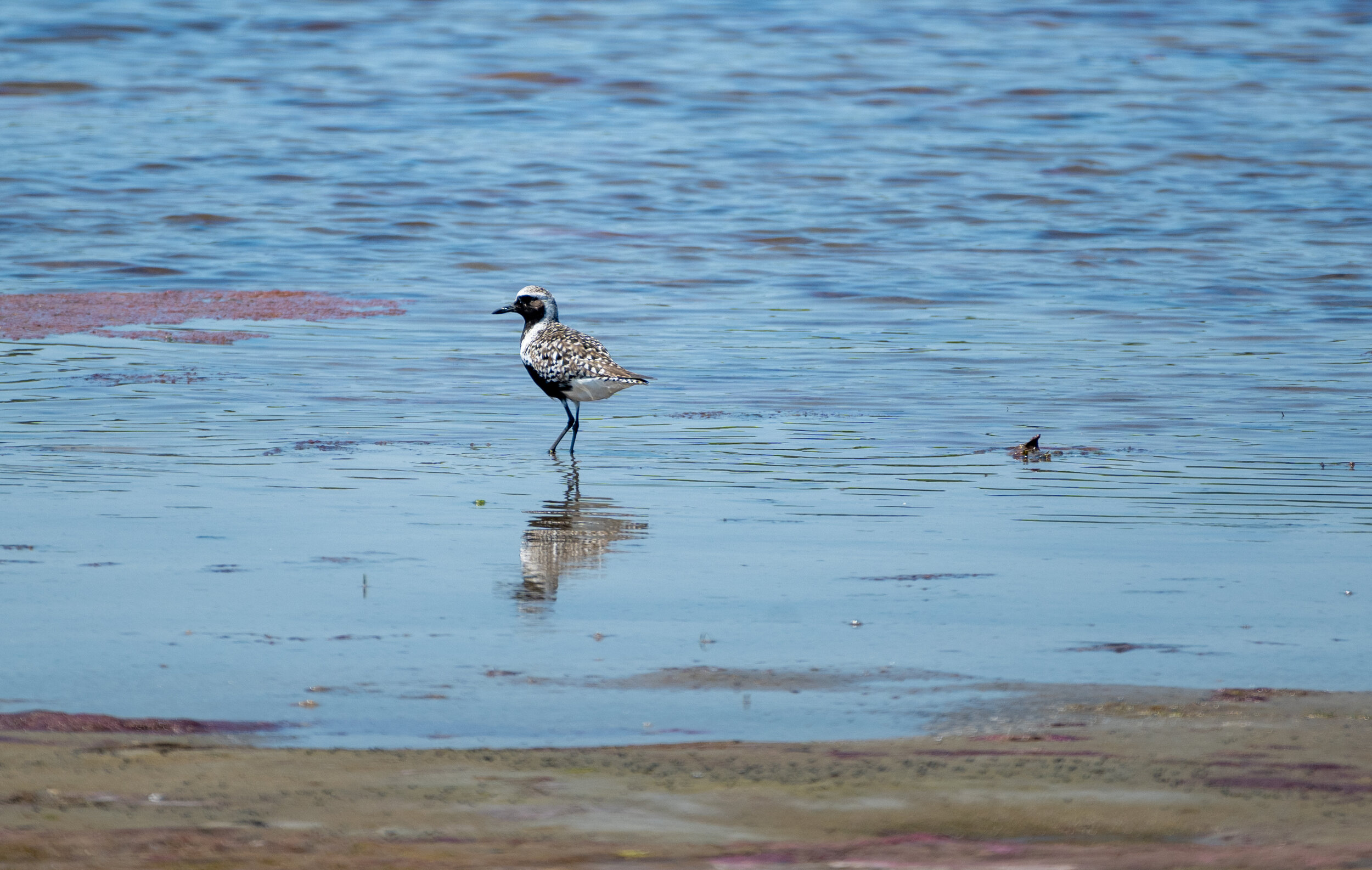 Black bellied plover