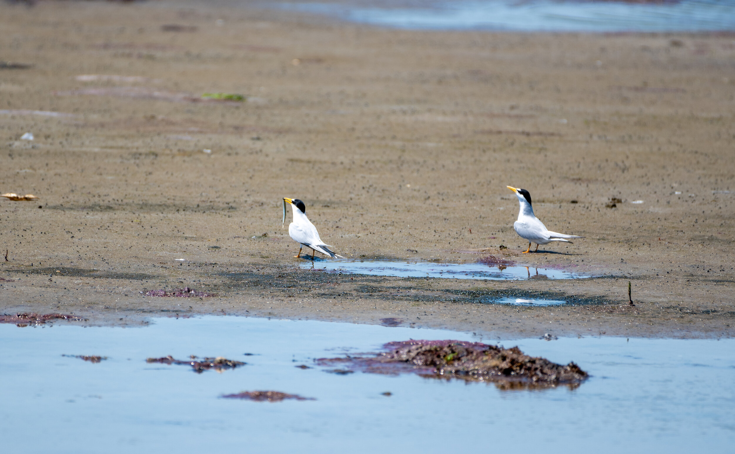 Least Tern 