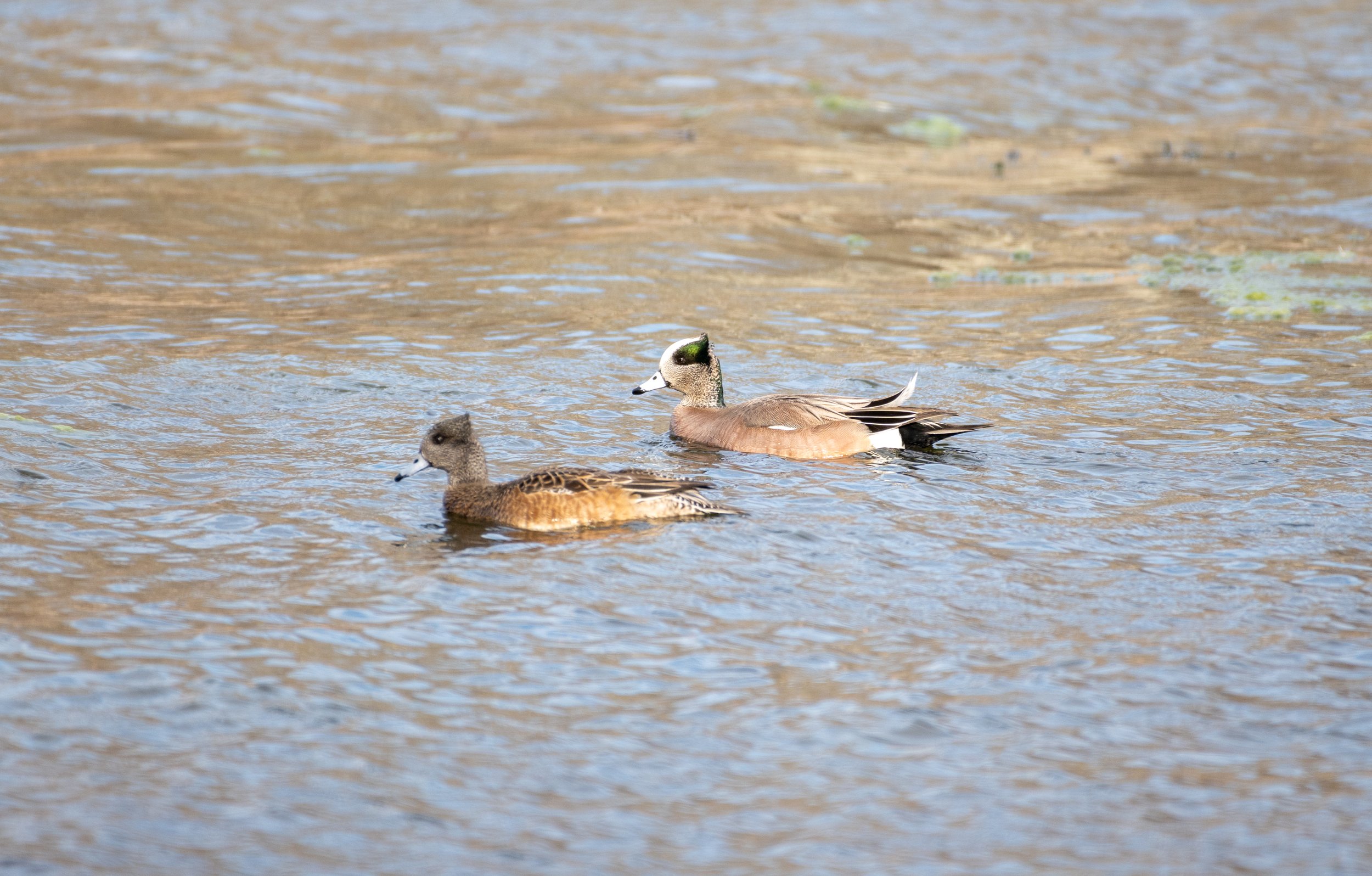 American Wigeon