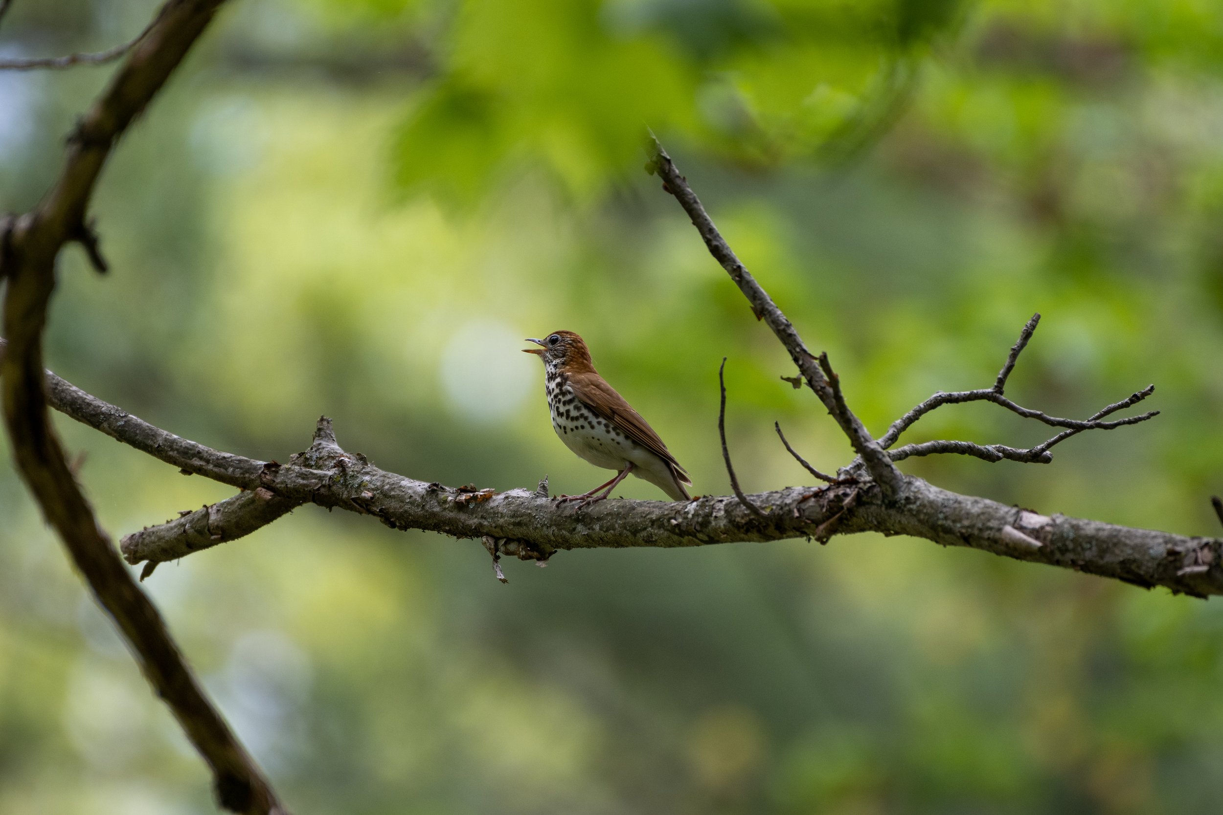 Wood Thrush