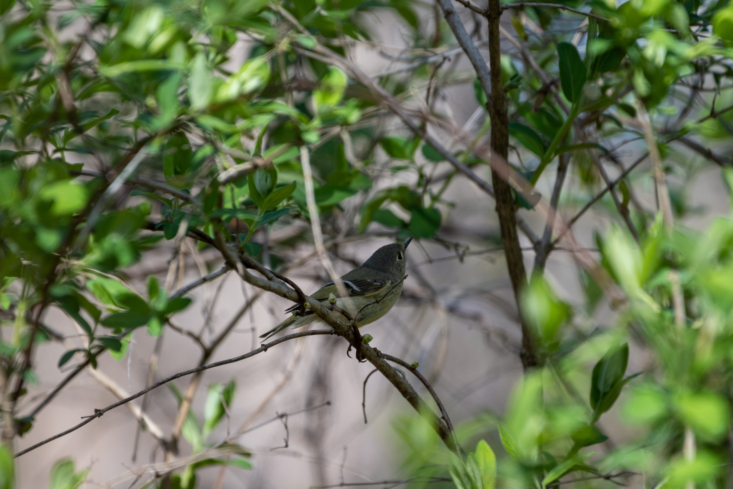 Blue headed Vireo