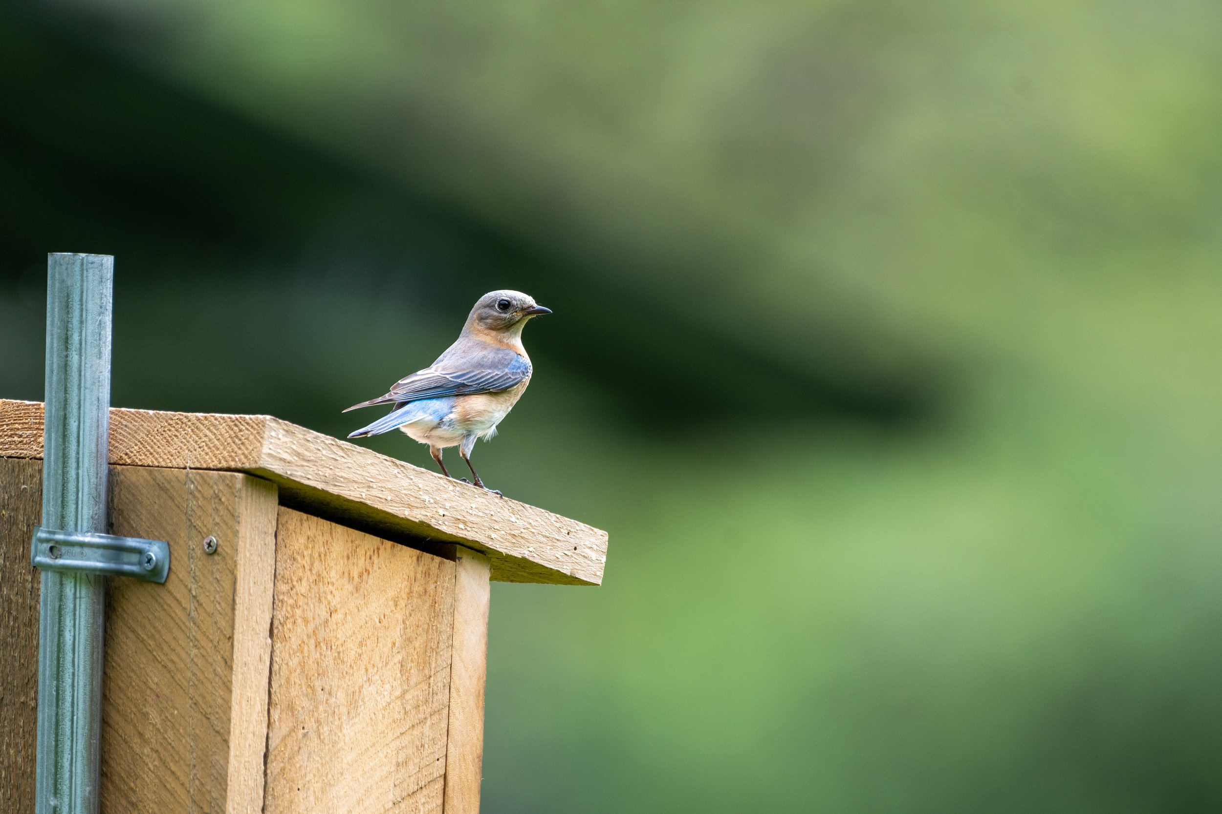 Eastern bluebird female