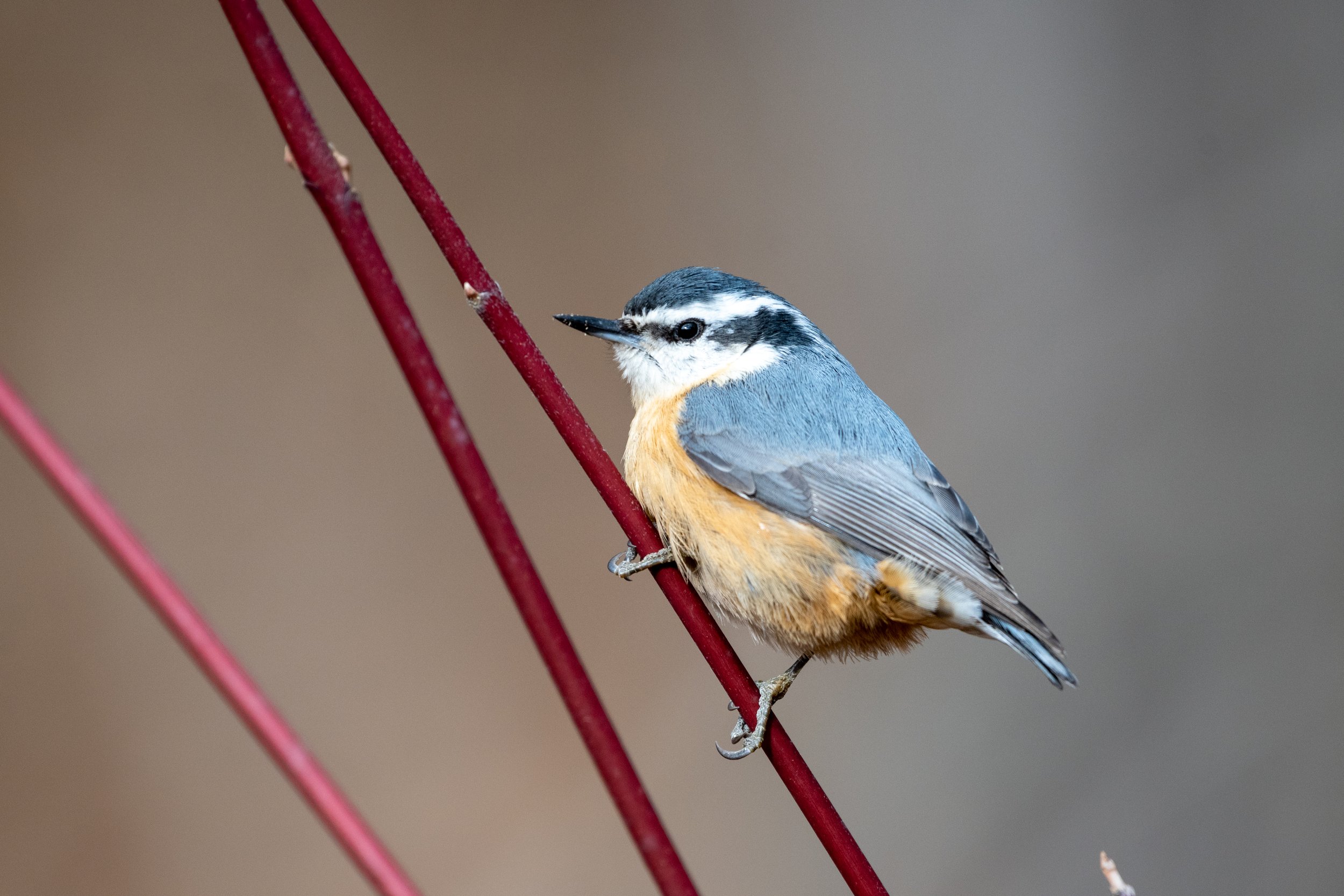 Red breasted Nuthatch