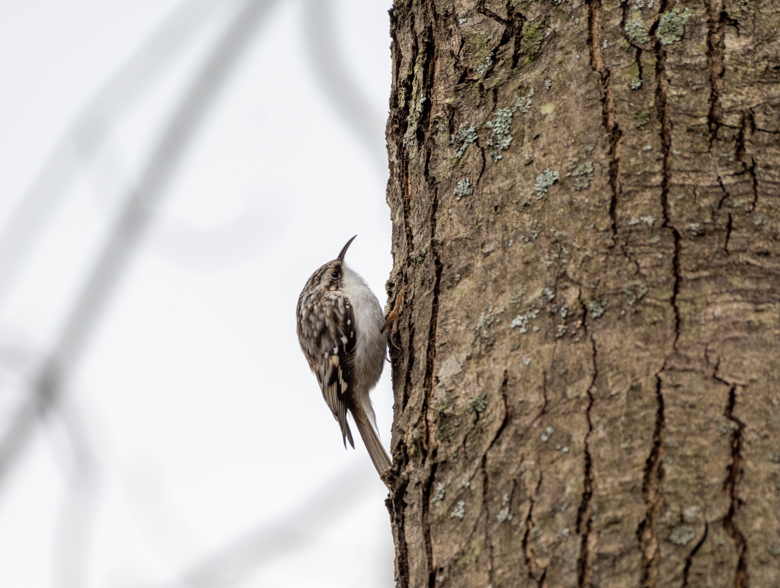 Brown Creeper