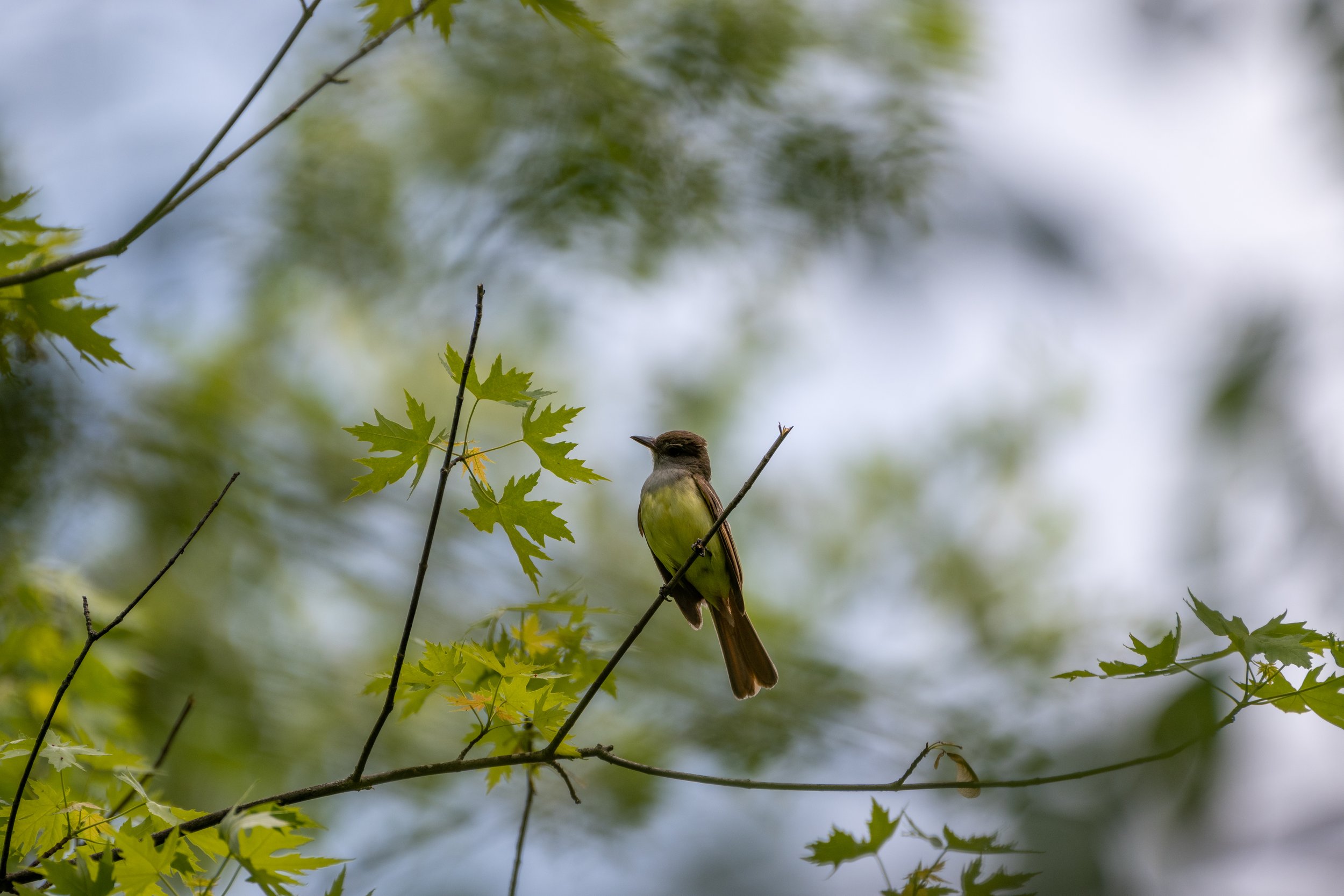 Great Crested Flycatcher