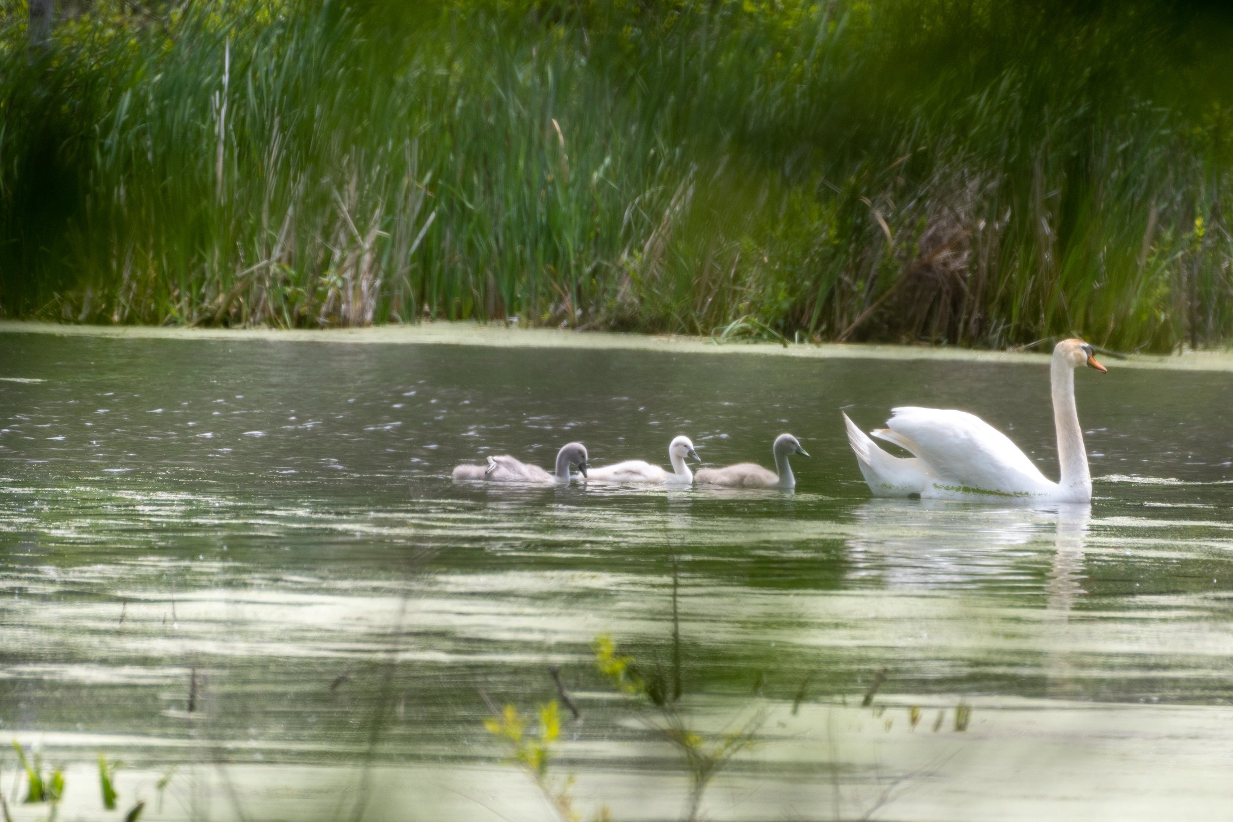 Mute Swan