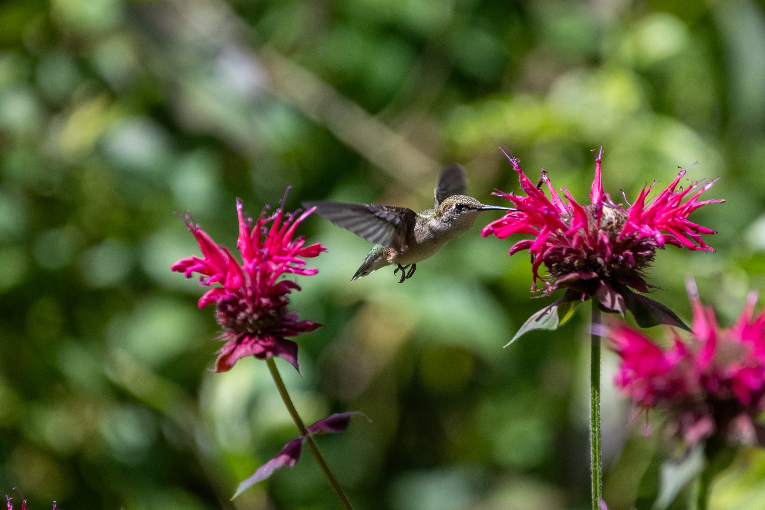 Ruby Throated Hummingbird