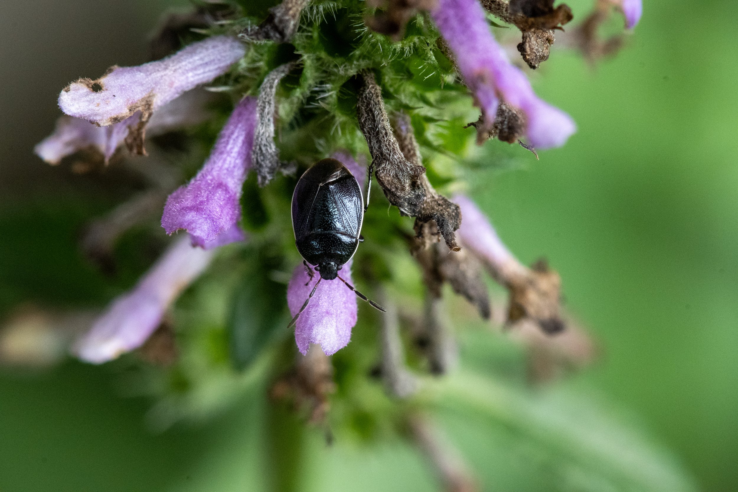 Burrower Bug