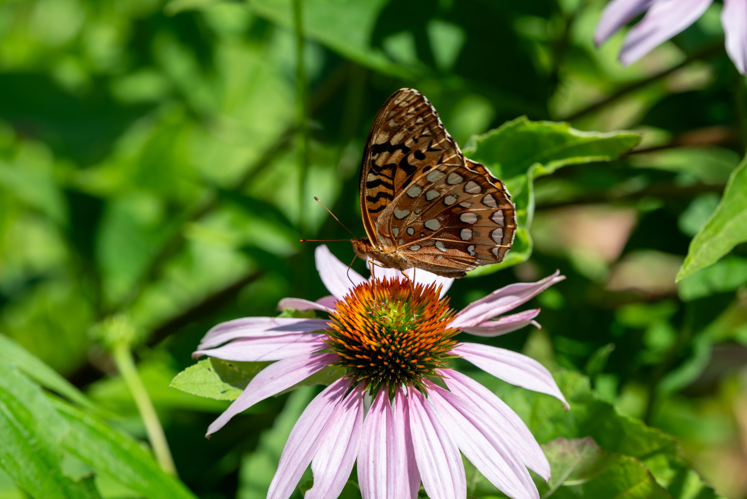 Great Spangled Fritillary 