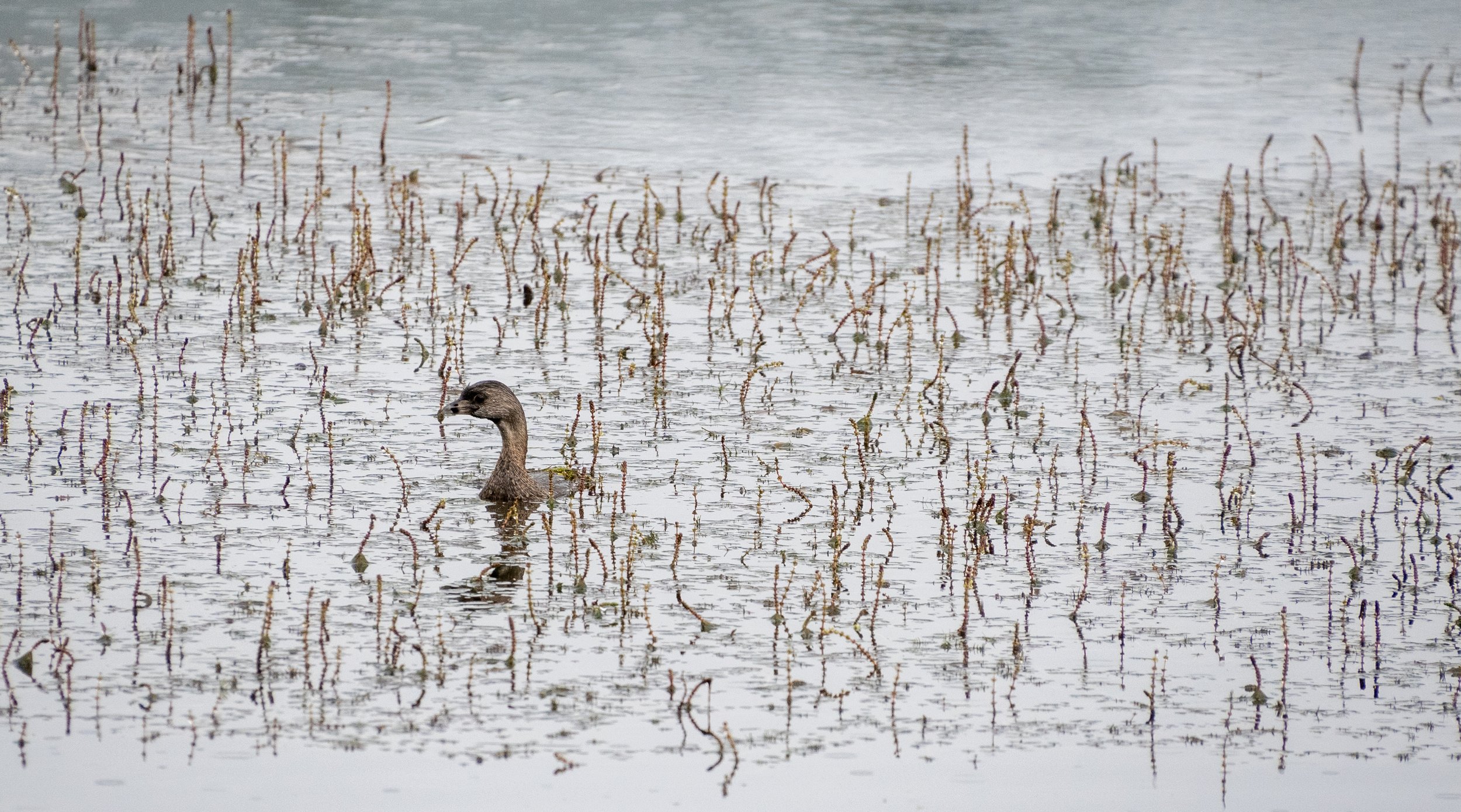 Pied-billed grebe