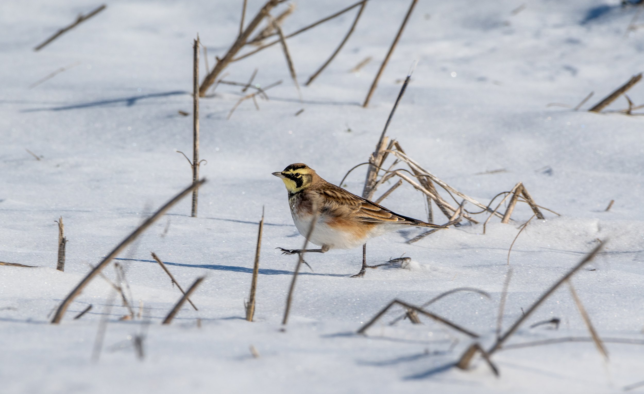 Horned Lark 