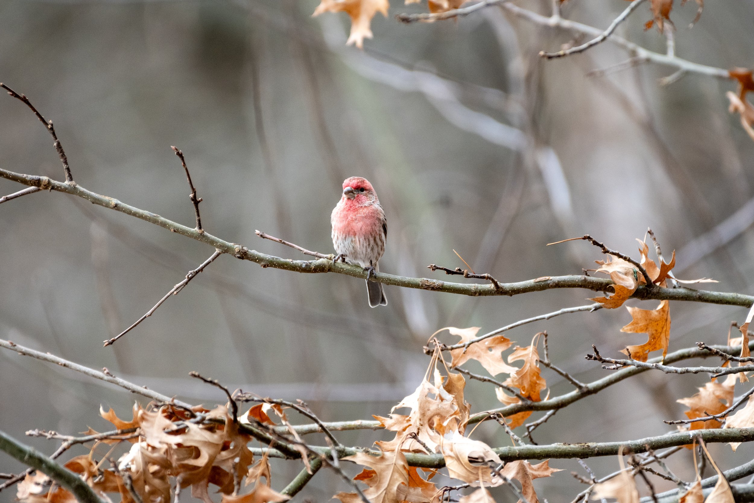 Purple Finch 