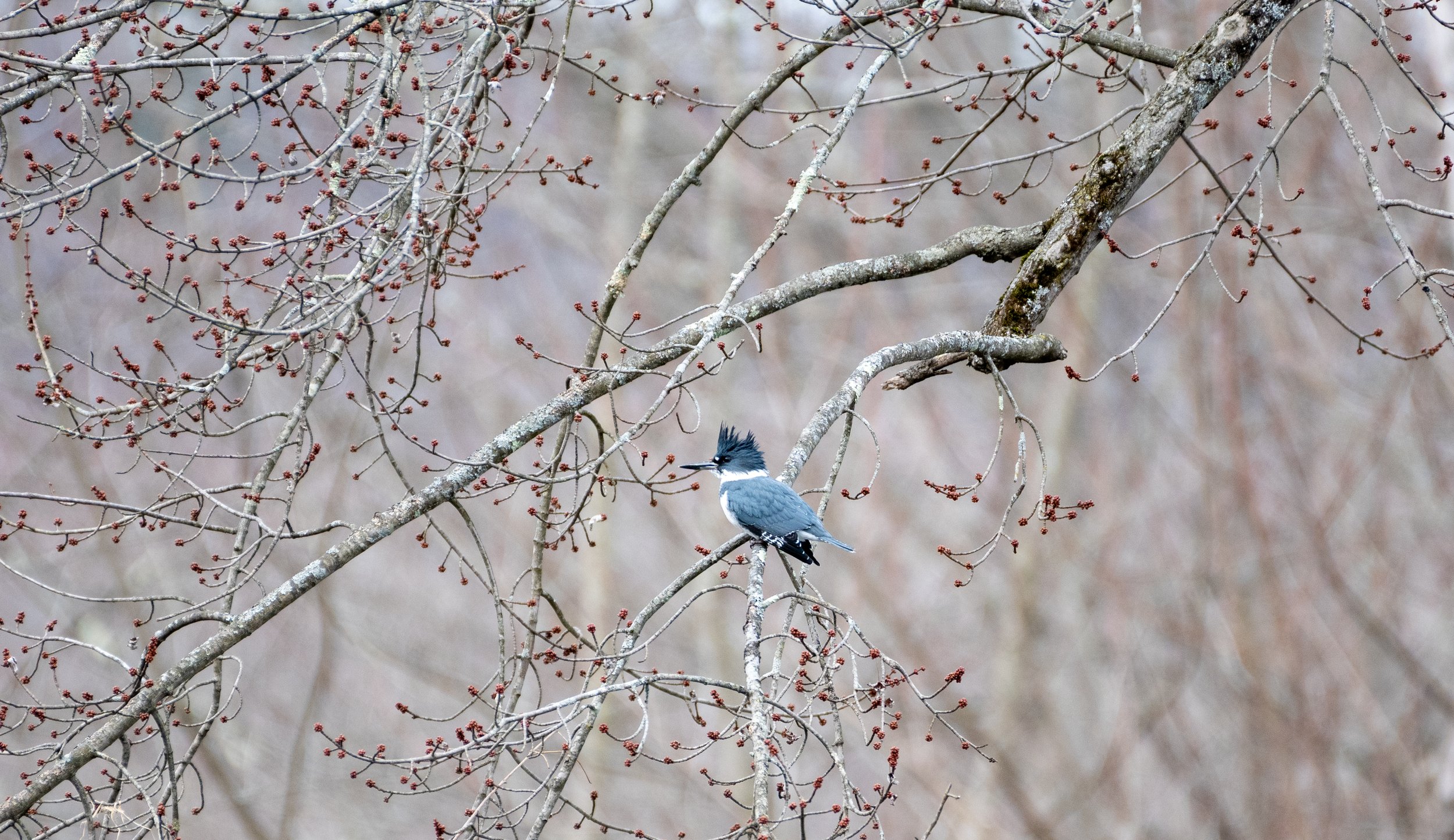 Belted Kingfisher 