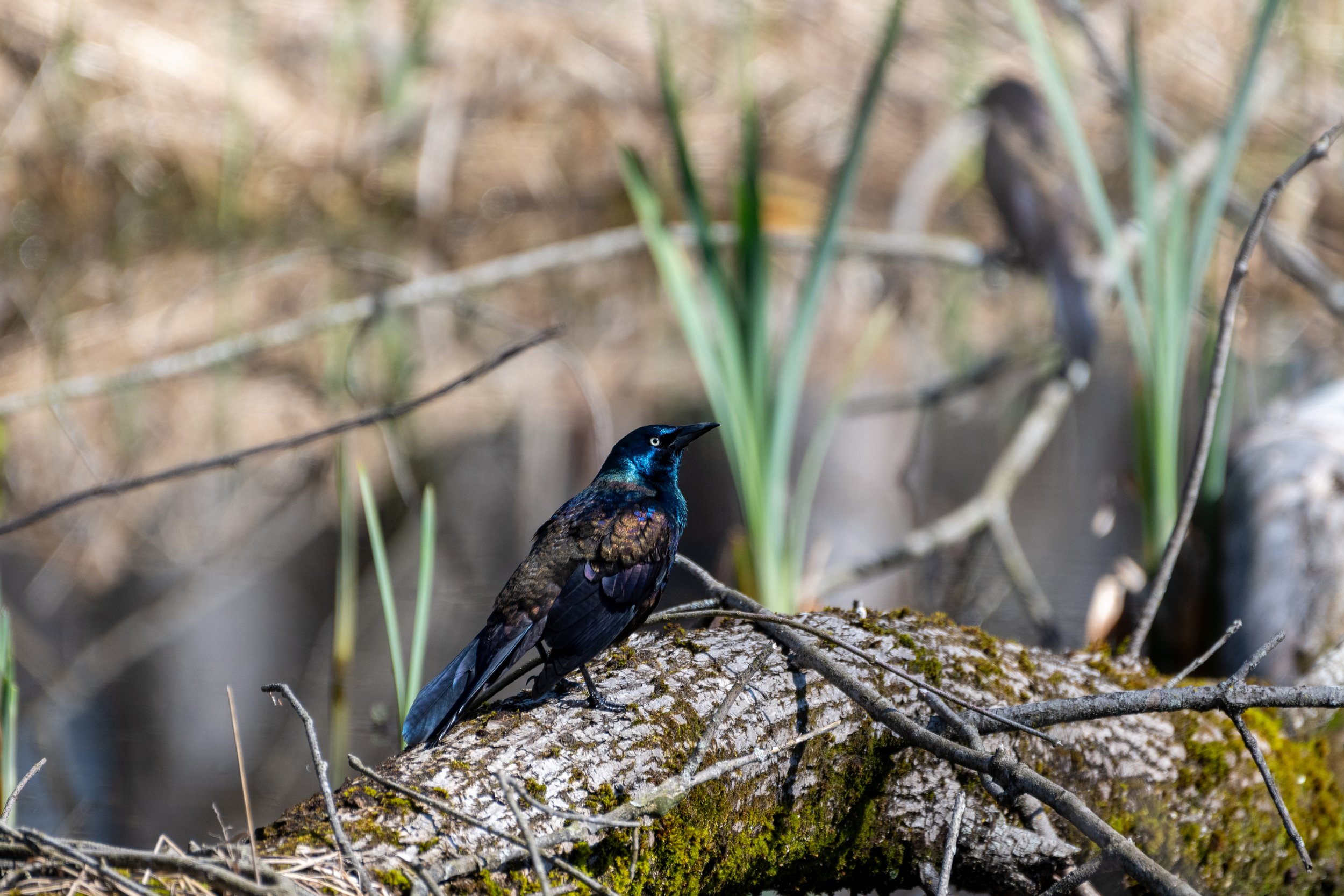 Common Grackle