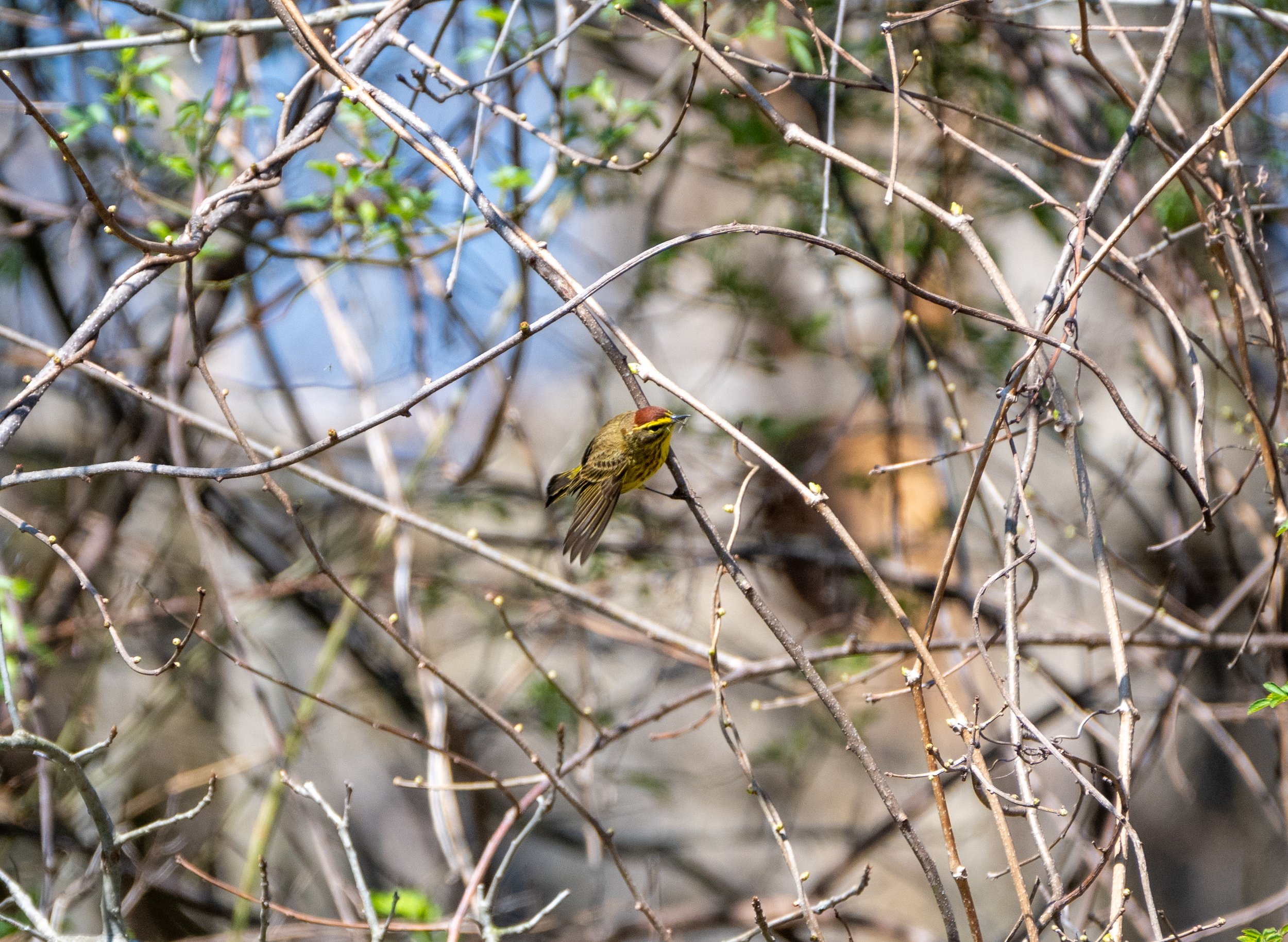 Palm Warbler 