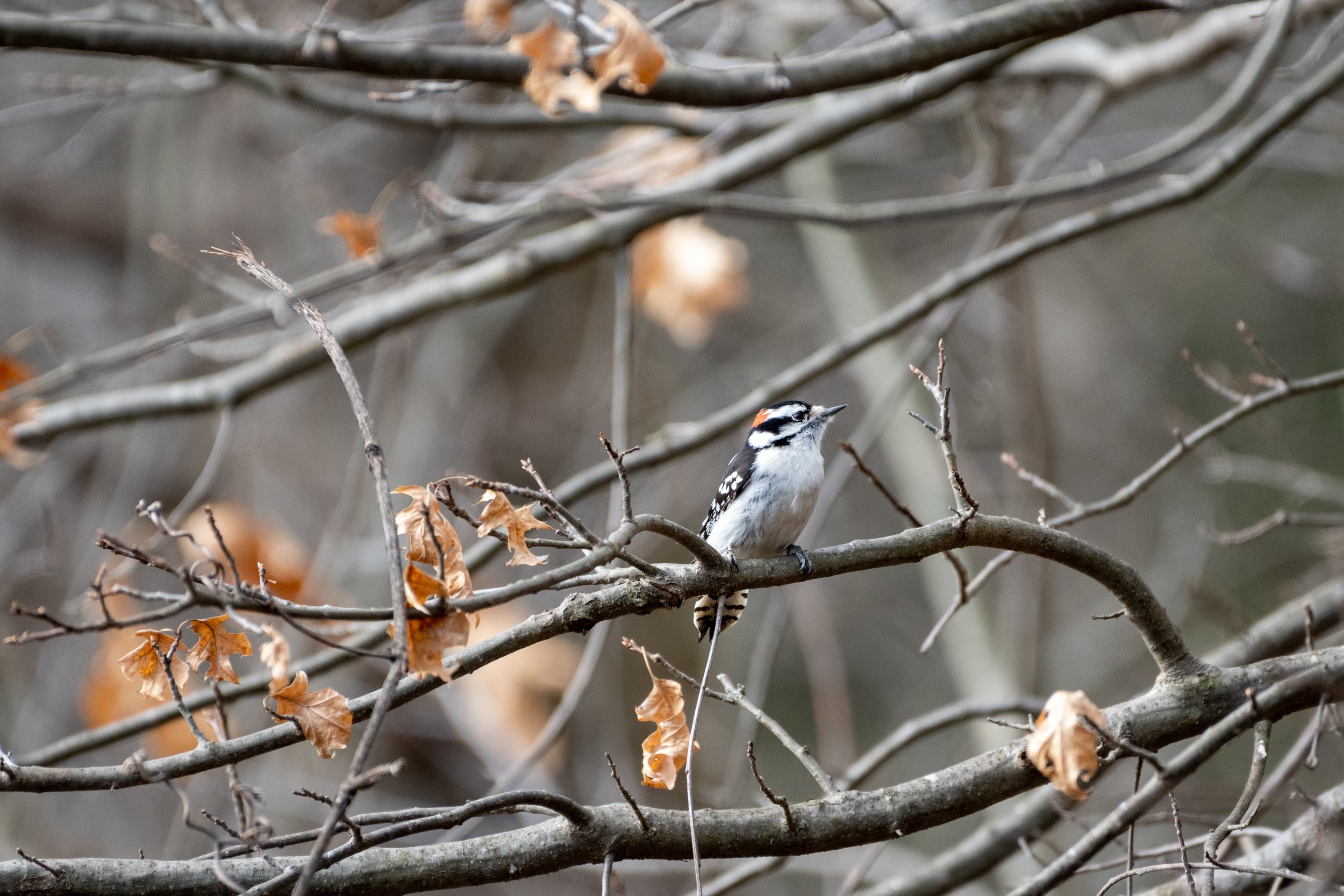 Downy Woodpecker