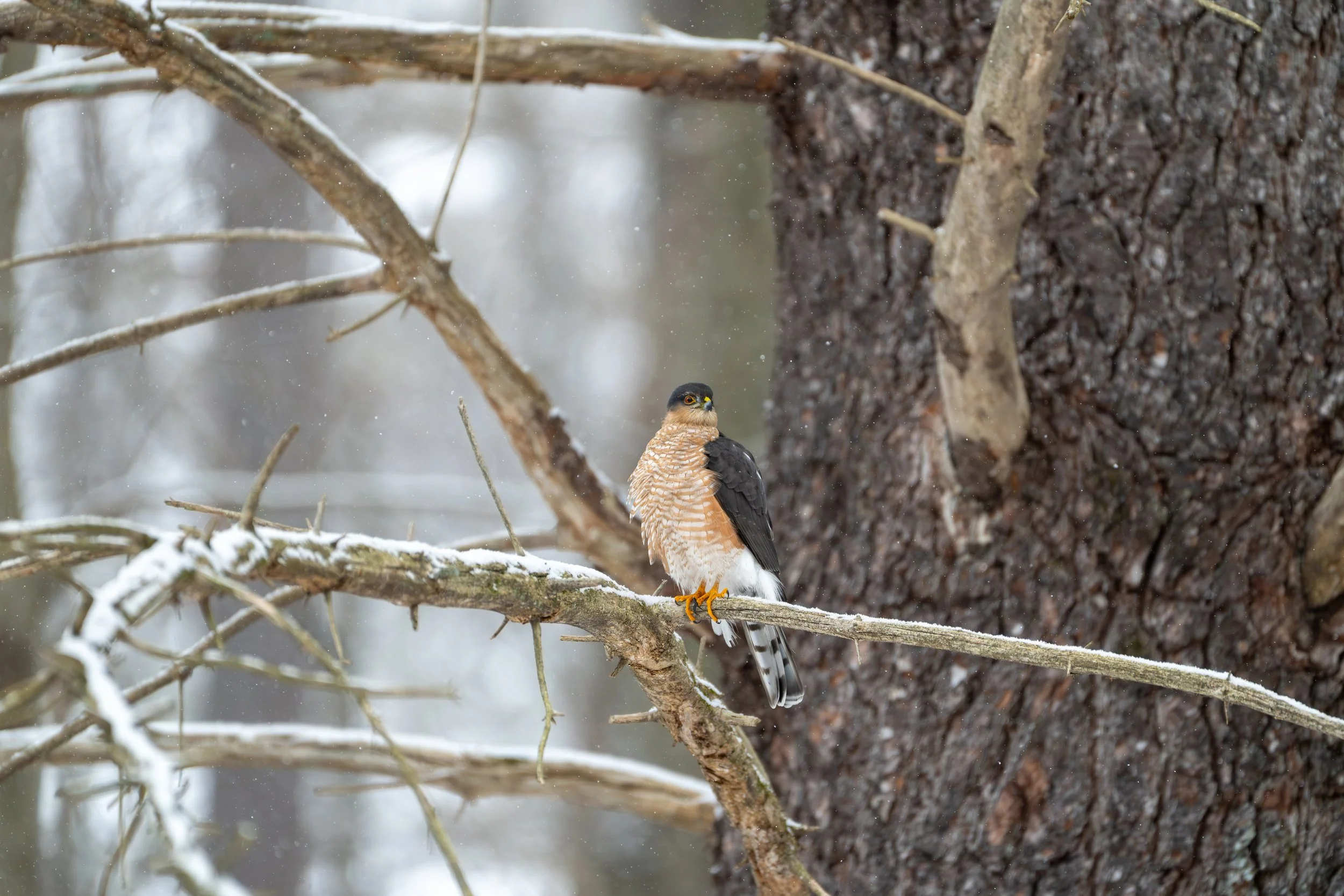 Sharp shinned hawk