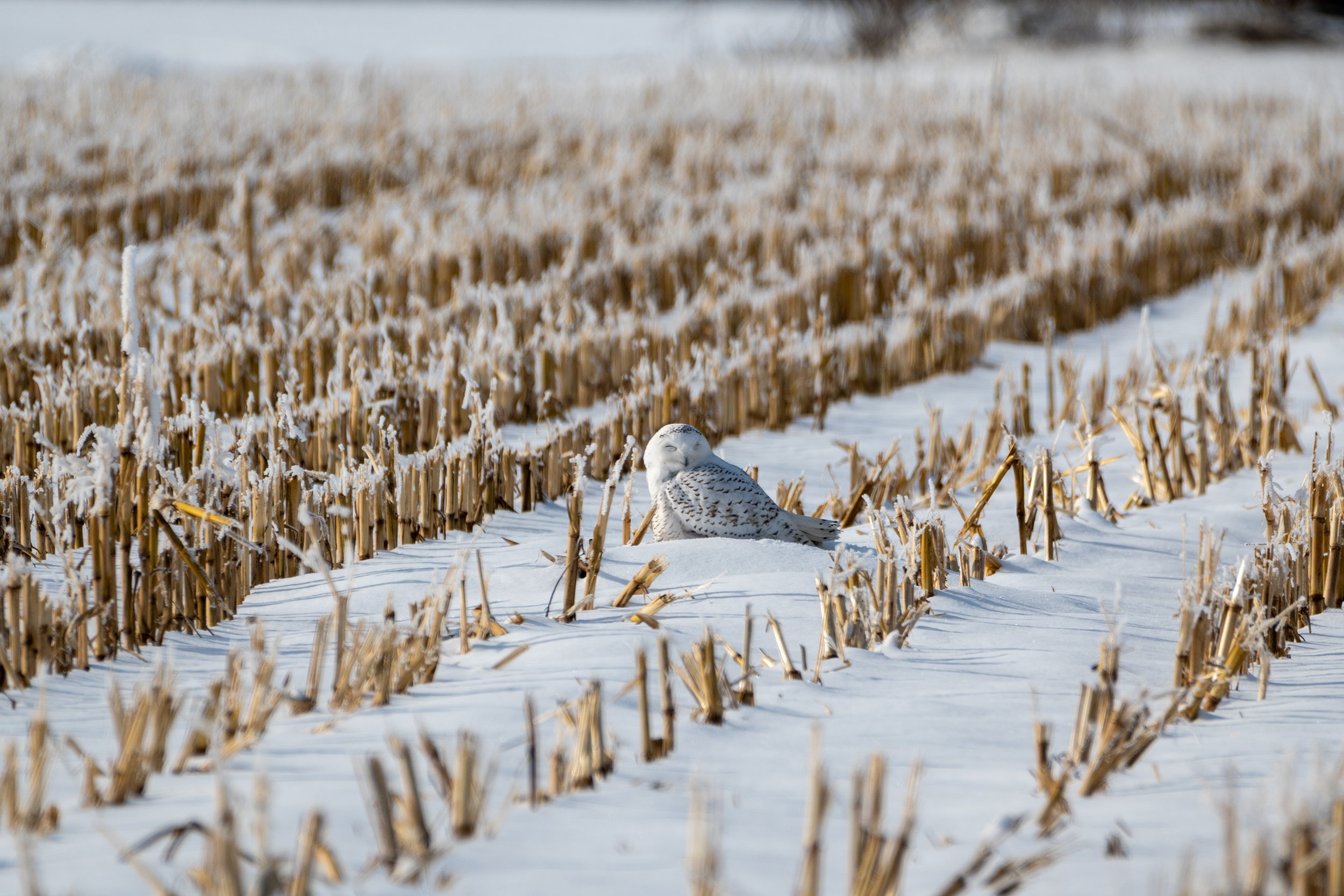 Snowy Owl