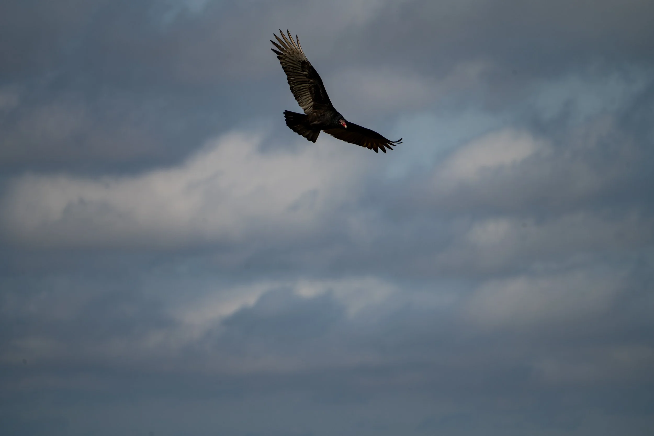 Turkey Vulture
