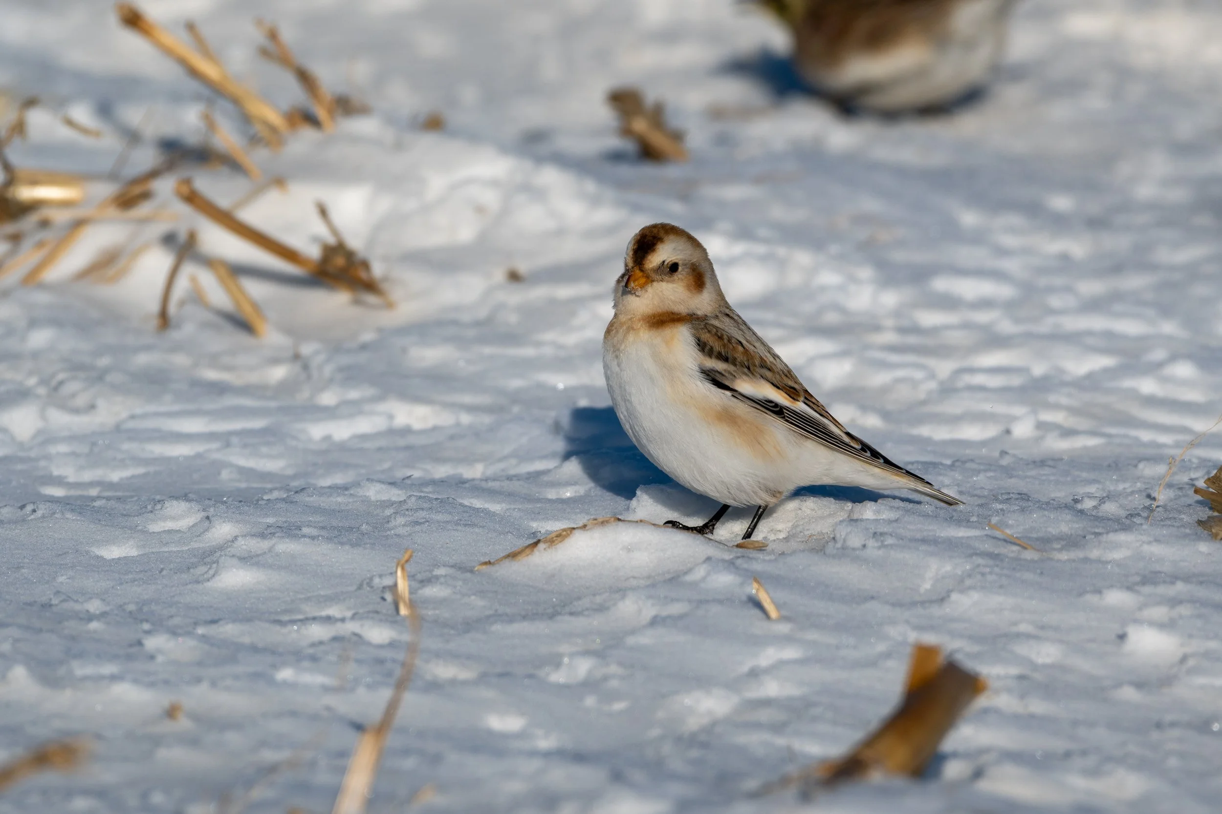 Snow Bunting