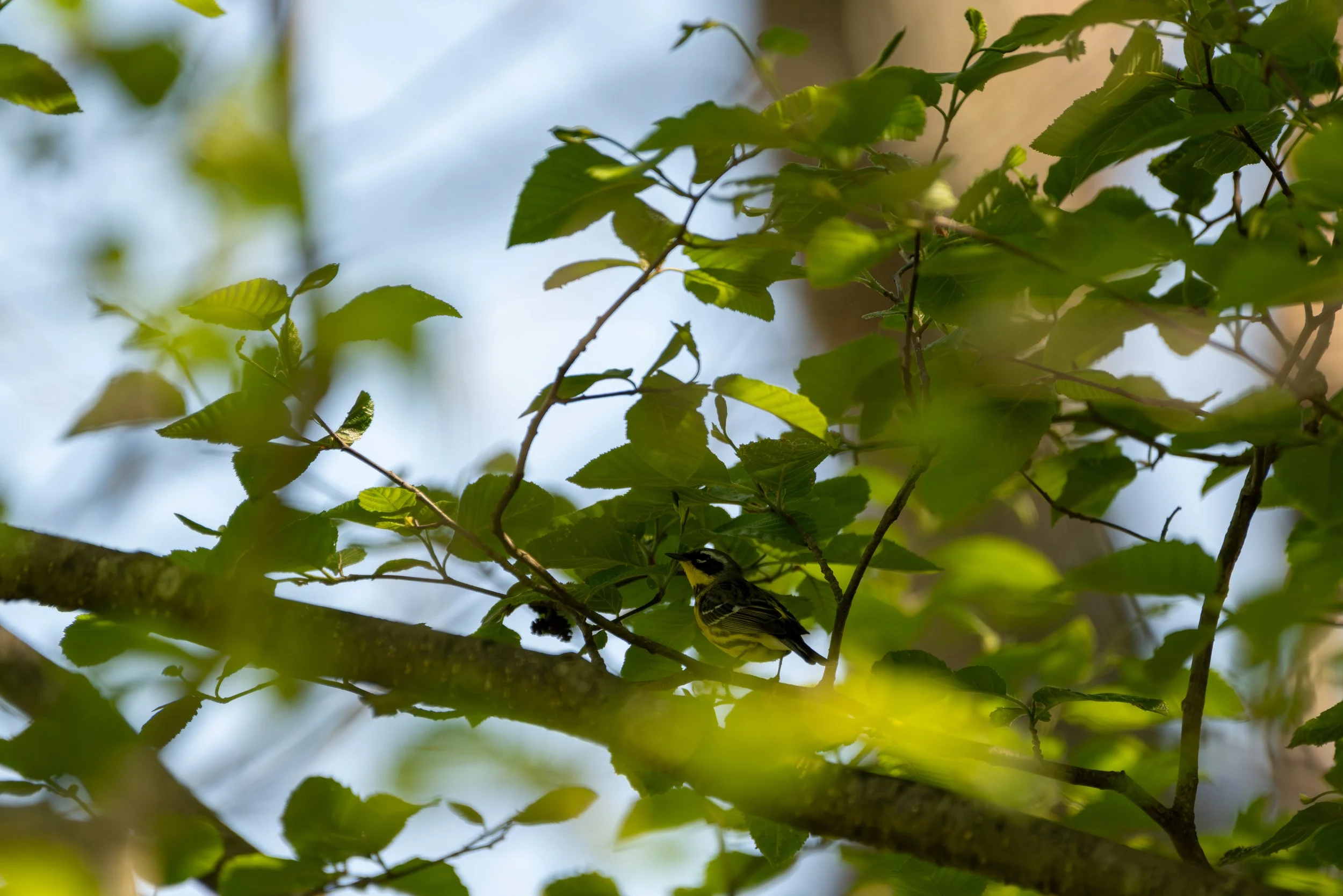 Magnolia warbler