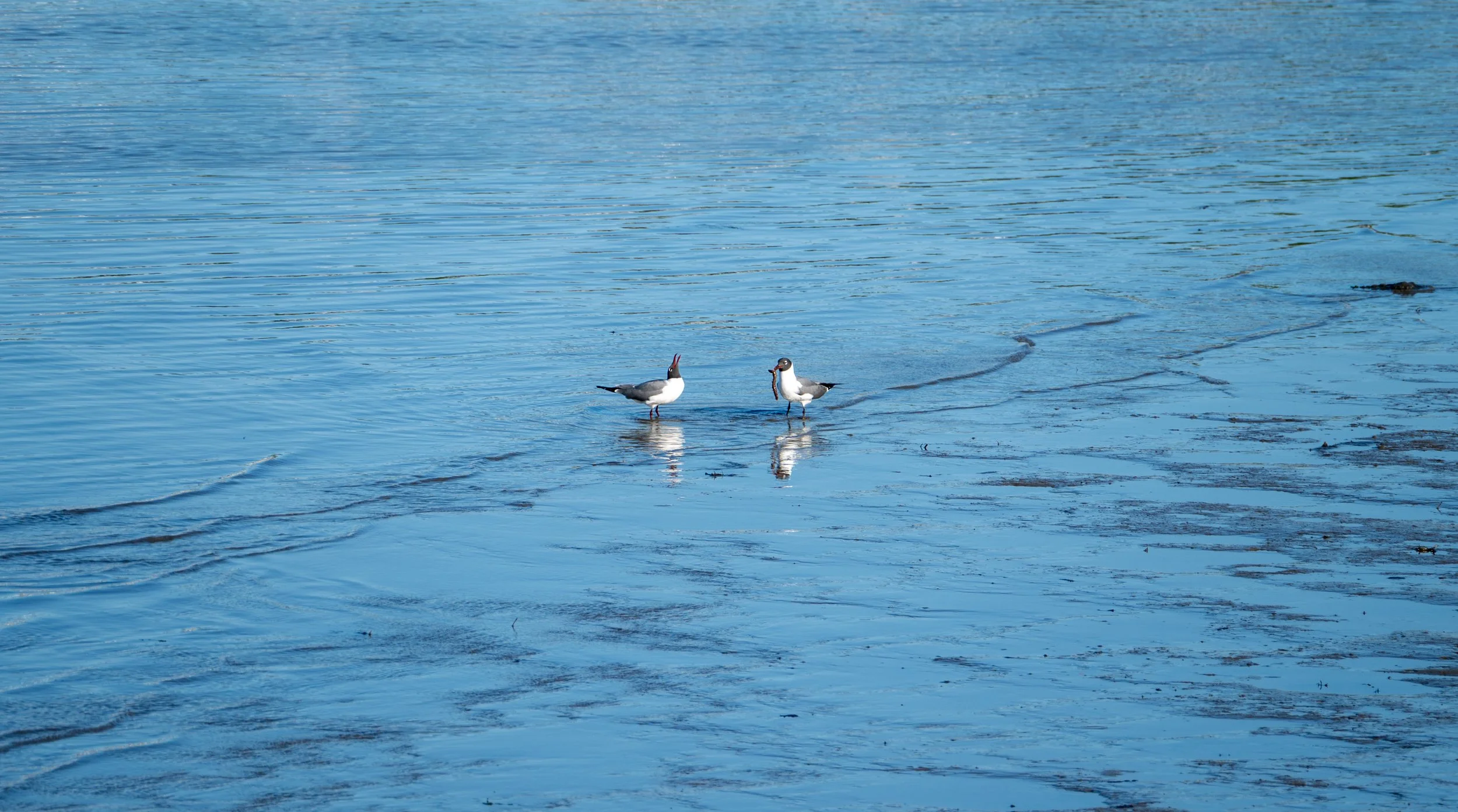 Laughing gull
