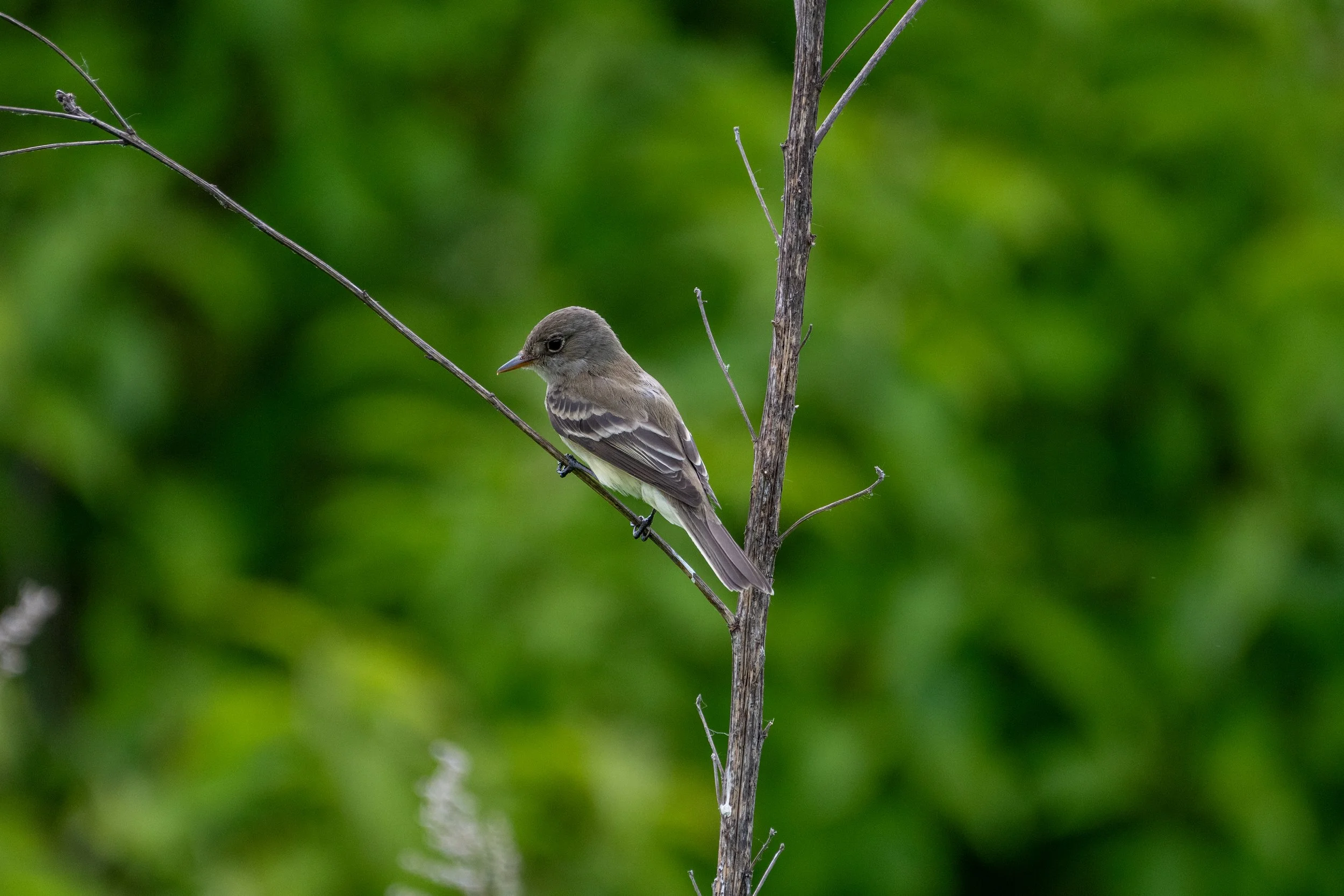 Willow Flycatcher