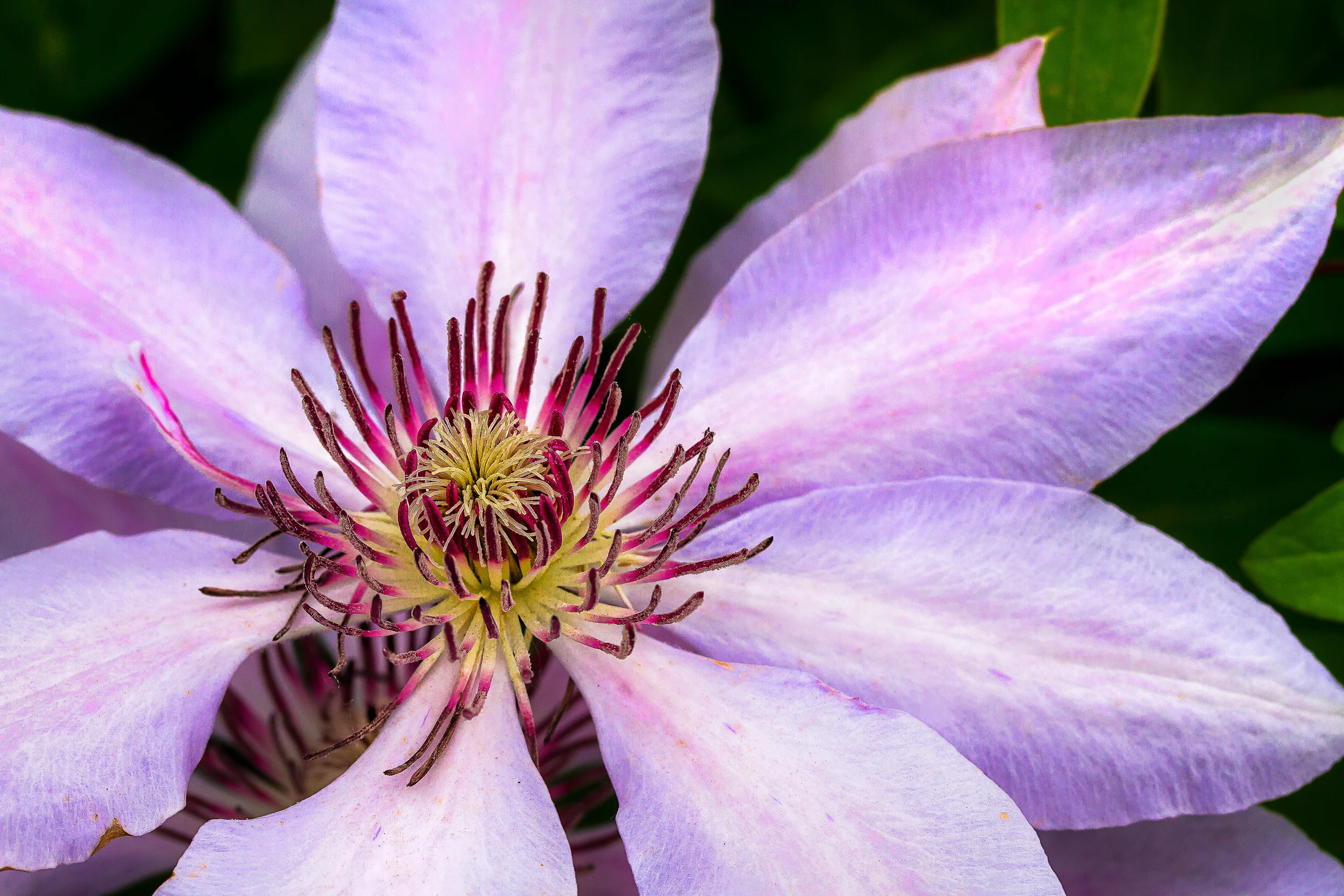 This clematis plant has nearly taken over the corner of our house