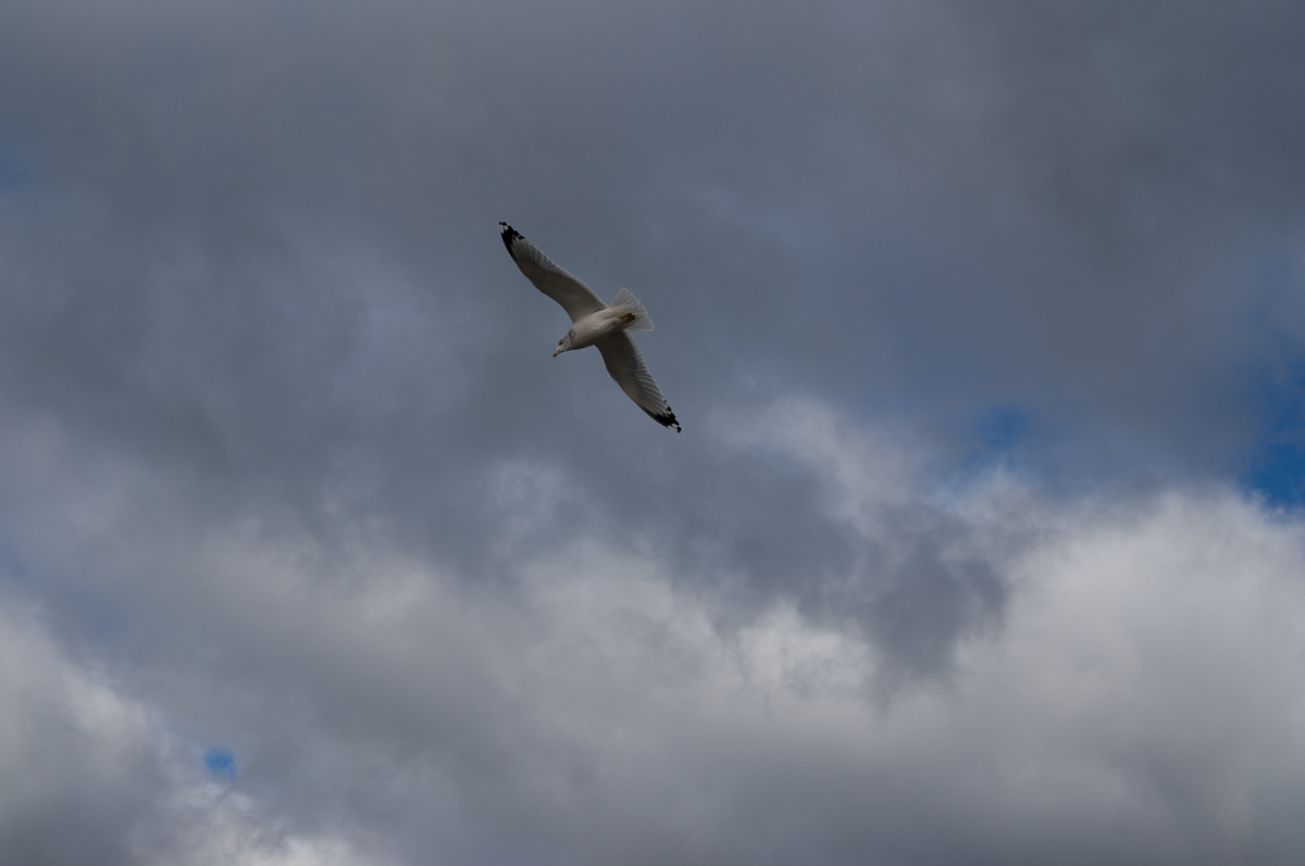 DSC01142.jpg