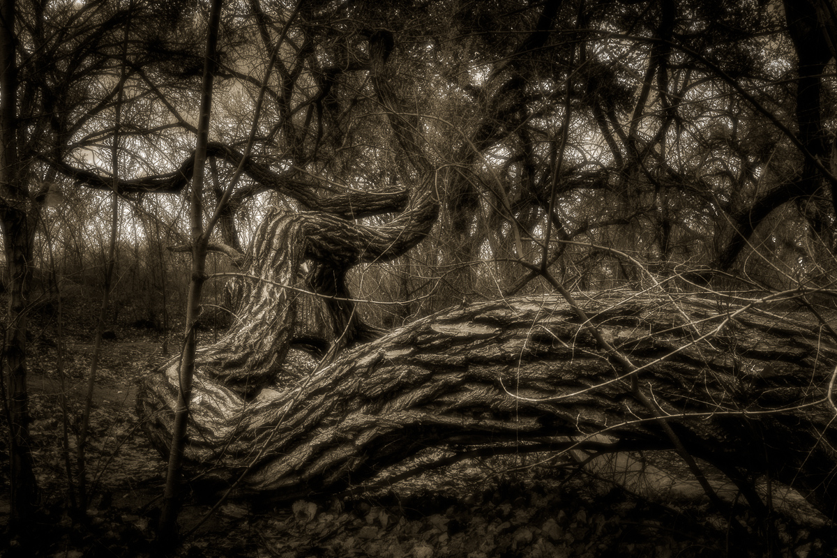 Strong and beautiful, even the mighty Cottonwood trees along the Rio Grande river must eventually fall