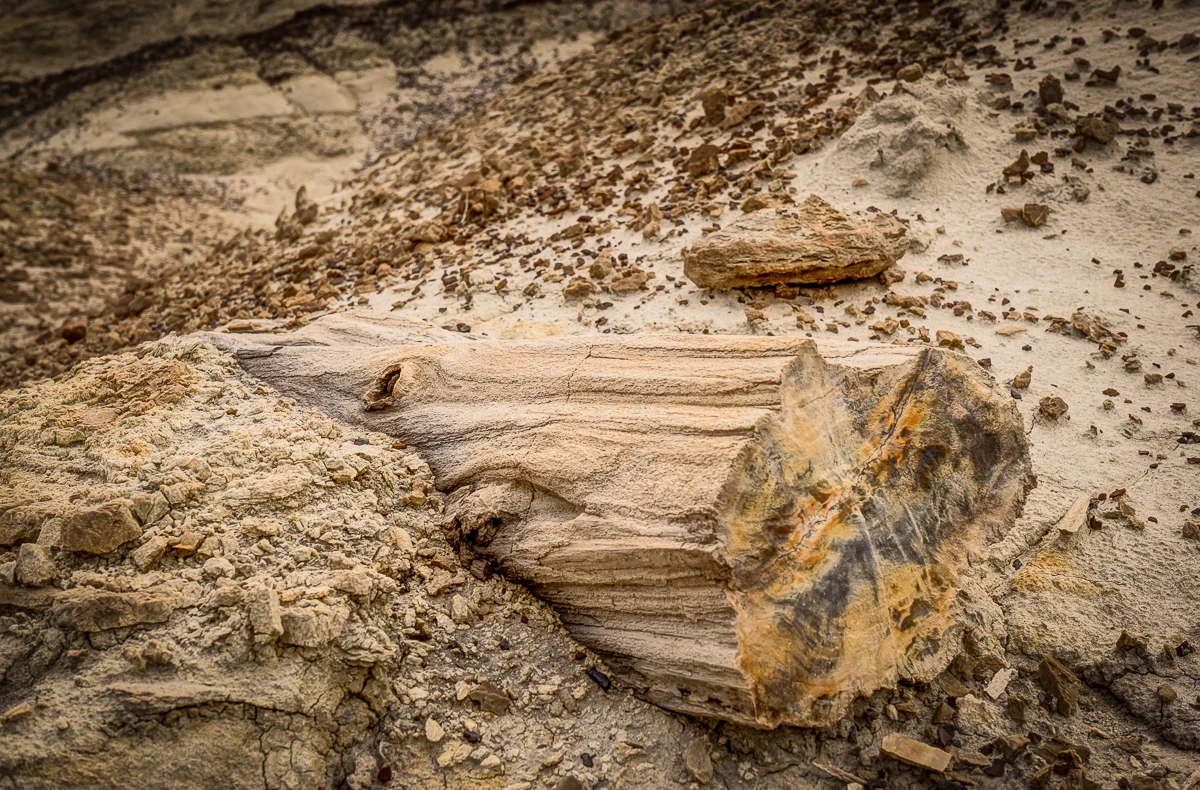 The Bisti area was an ancient a swampy wetlands. This piece of petrified wood was in an area of many fossils and trees-turned-to-stone. I love the knot on the side of the tree!