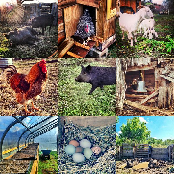Instagram photos by @deepearthfarm