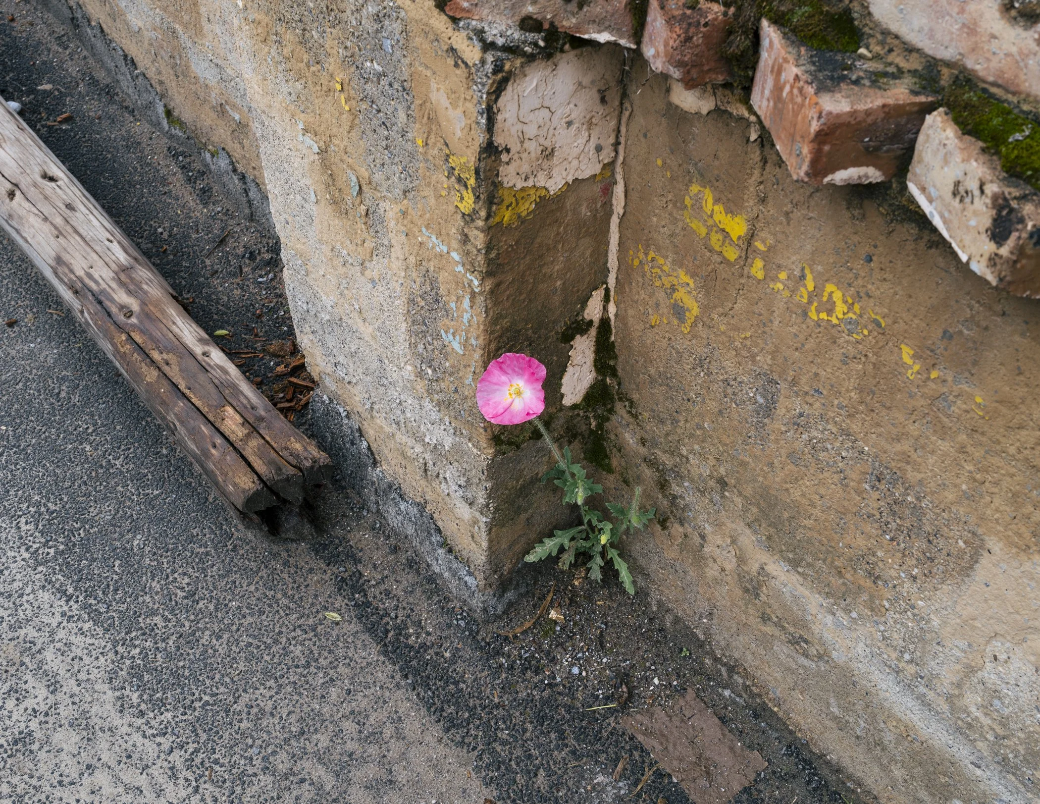 tibet_nicholasswan_leicaq2-4.jpg