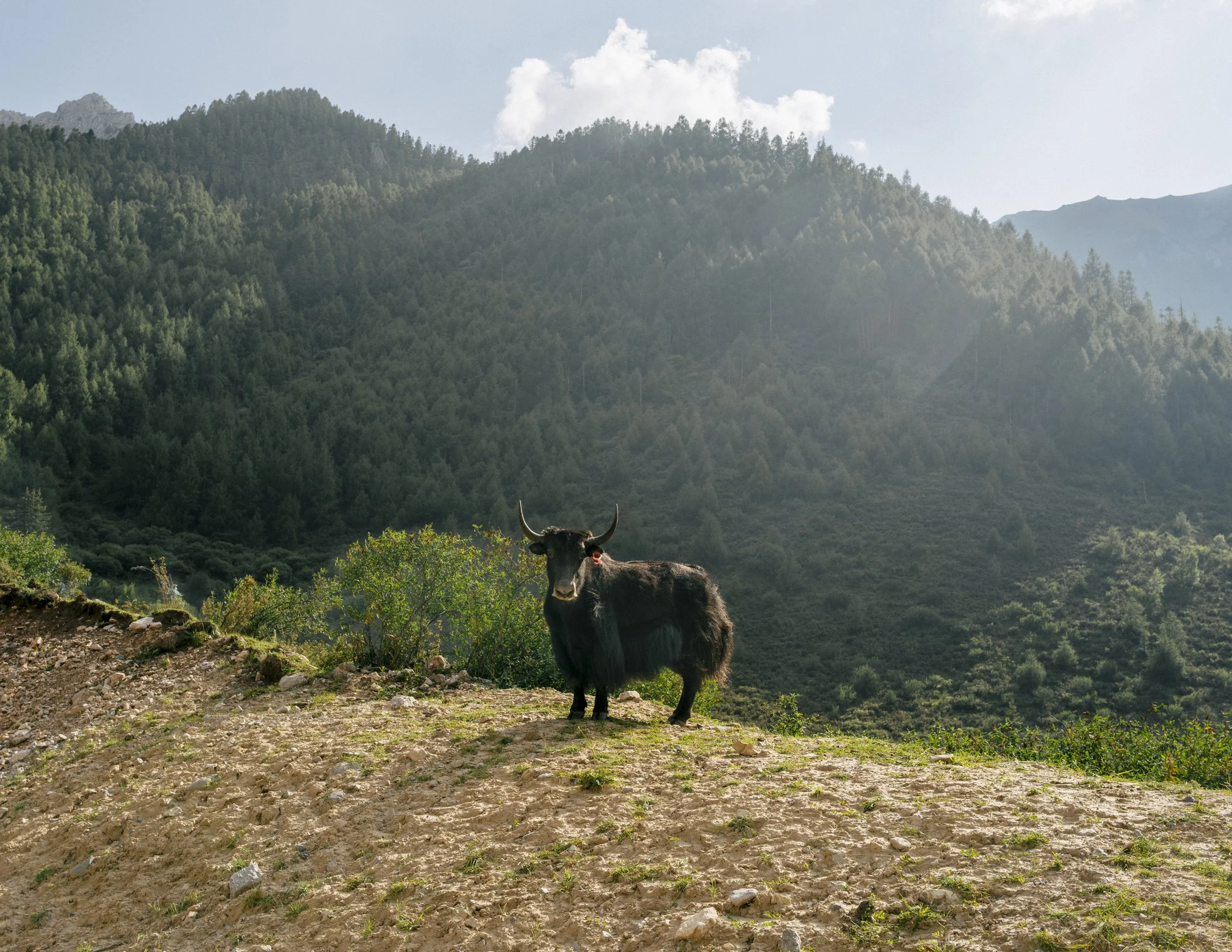 tibet_nicholasswan_leicaq2-42.jpg