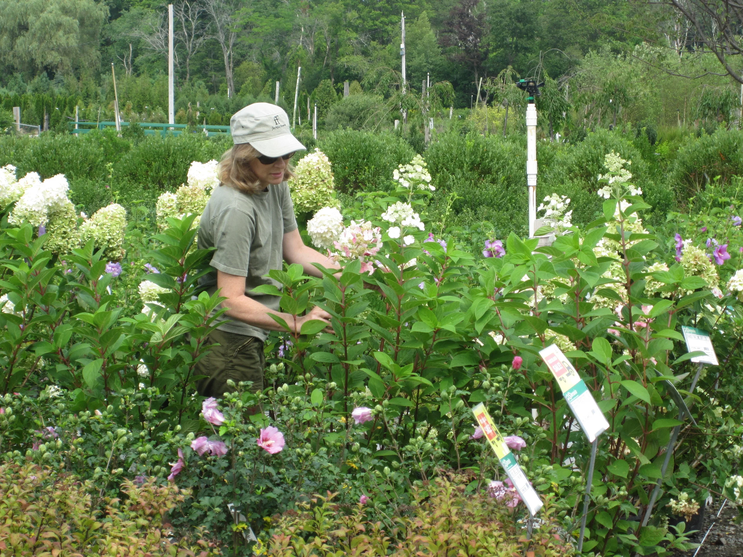 Plant Selection and Installation