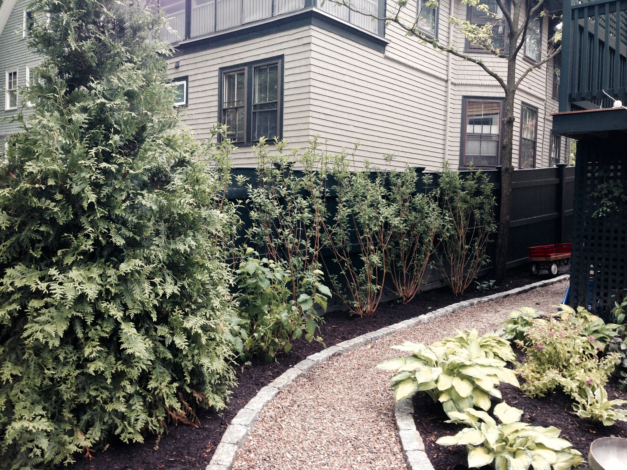 Arbor Vitae and Forsythia line the fence and add privacy from the neighbors.