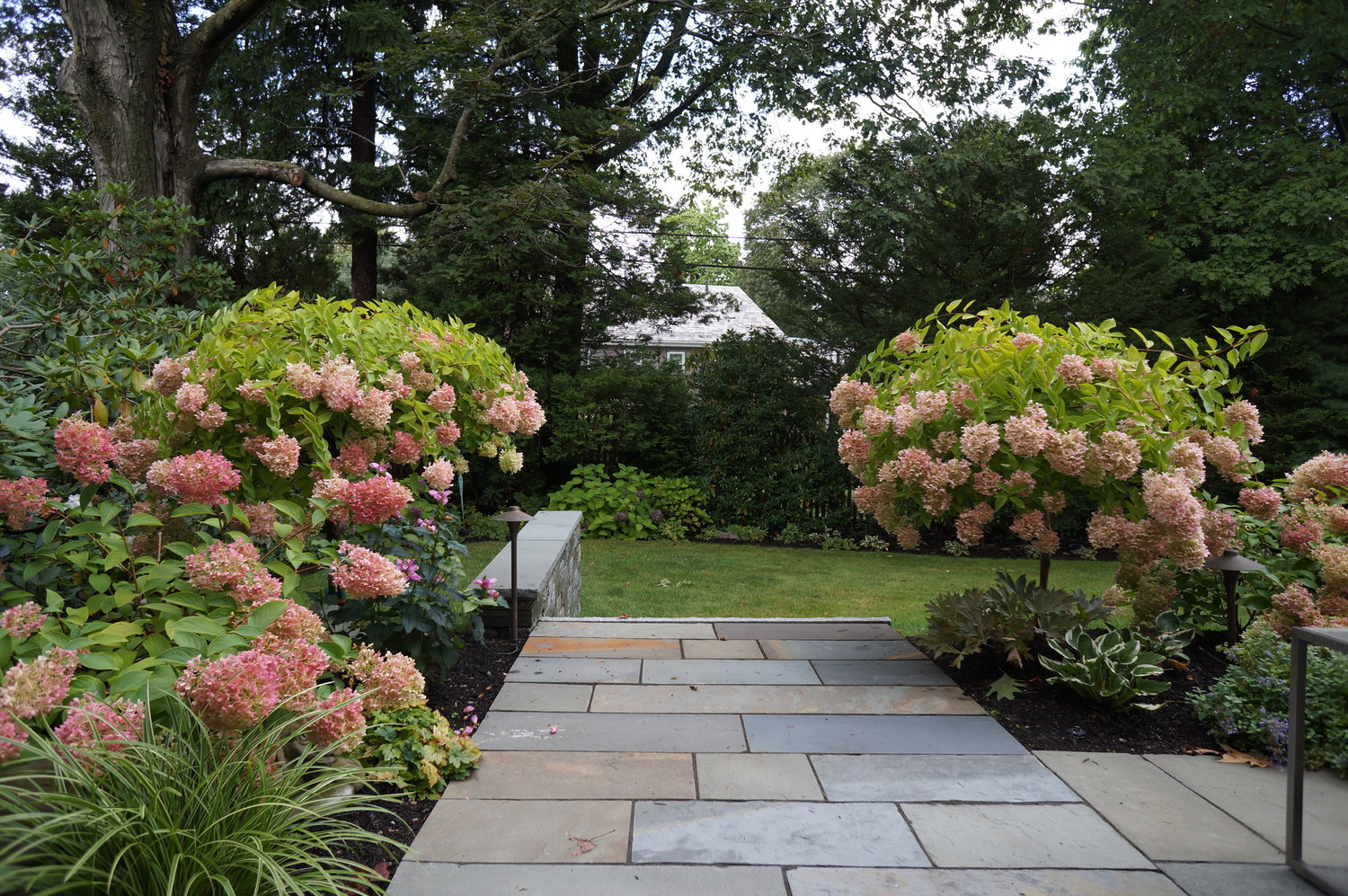 limelight hydrangea tree landscaping ideas