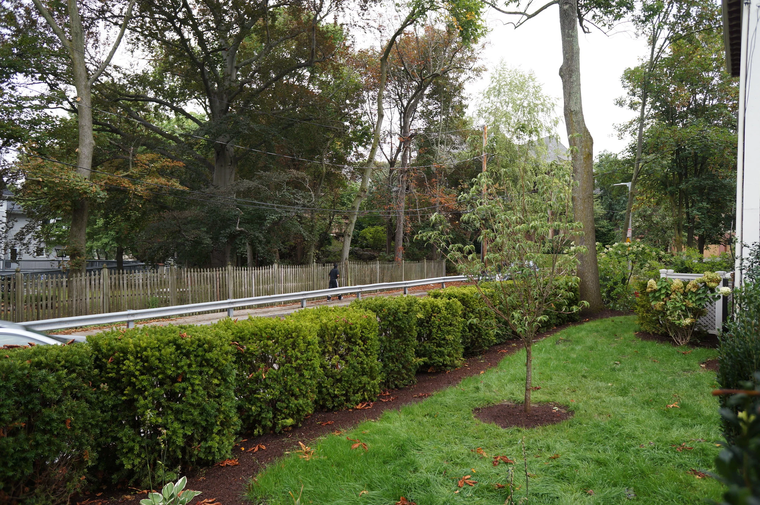  We installed beautiful full yews that will grow tall and block the busy street. A Stellar pink dogwood will grow tall and flower in the spring. 