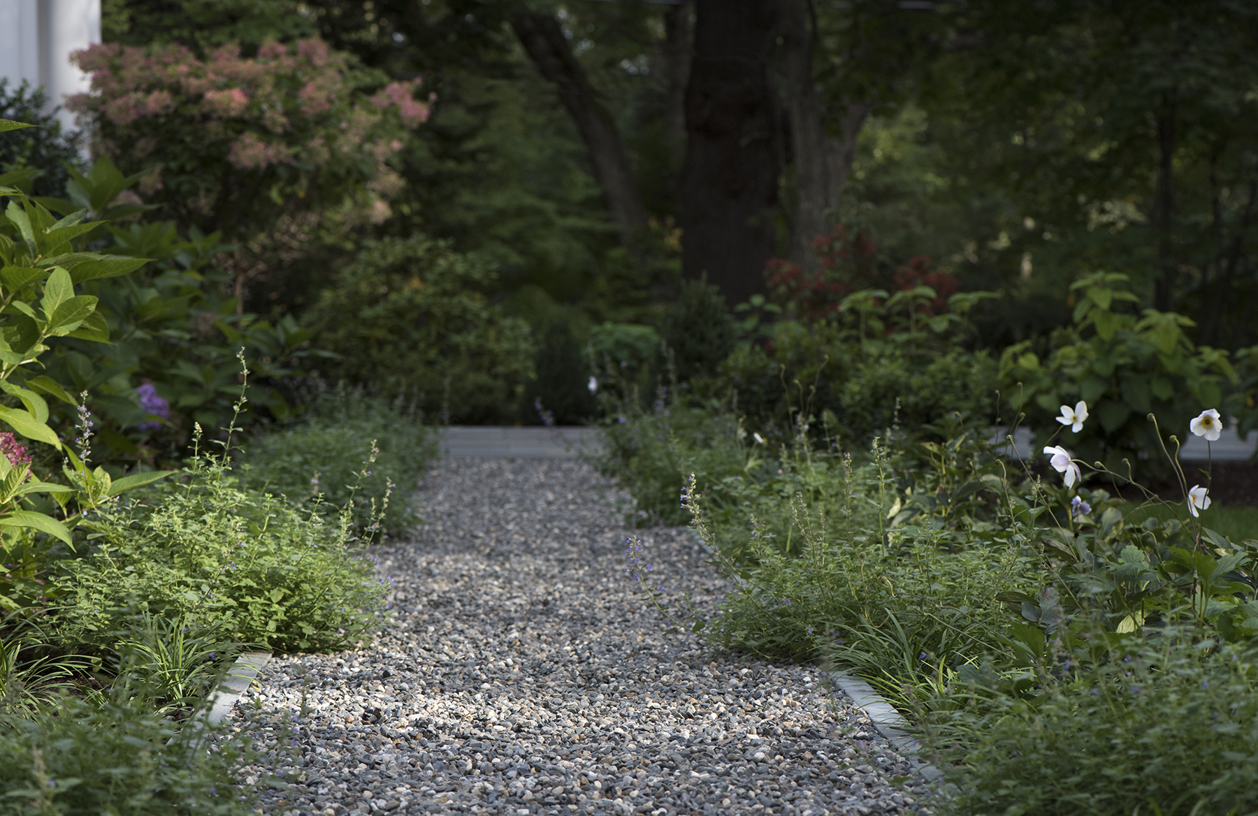 We lined the walkway with Peonies, catmint, lirope and autumn clematis. A fall underplanting of tulips will yield a colorful show come spring.