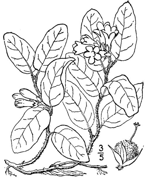 USDA-NRCS PLANTS Database / Britton, N.L., and A. Brown. 1913. An illustrated flora of the northern United States, Canada and the British Possessions. 3 vols. Charles Scribner's Sons, New York. Vol. 2: 692.
