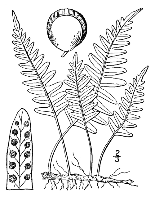 USDA-NRCS PLANTS Database / Britton, N.L., and A. Brown. 1913. An illustrated flora of the northern United States, Canada and the British Possessions. 3 vols. Charles Scribner's Sons, New York. Vol. 1: 36.