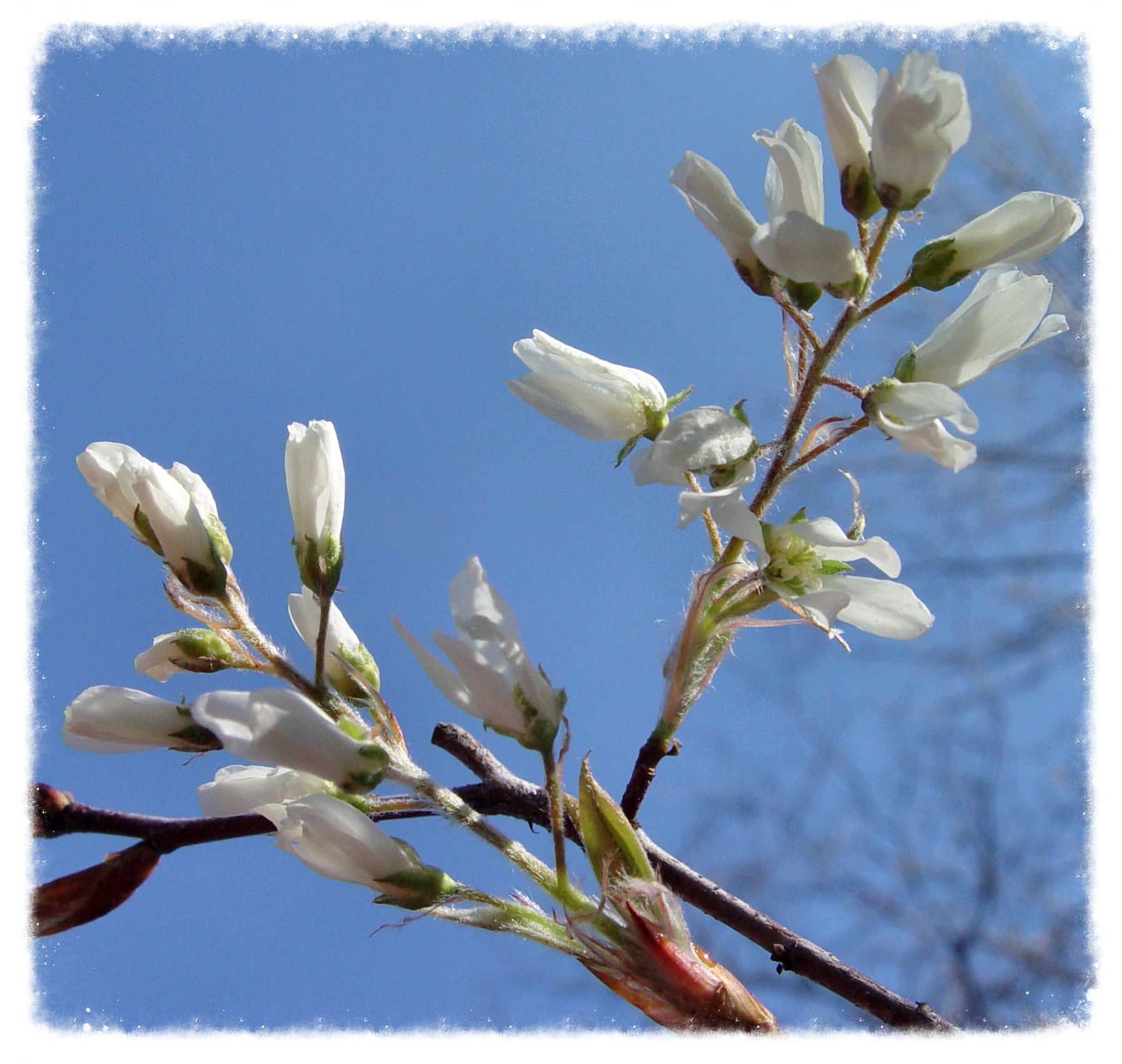 Serviceberry, Amelanchier sp. photograph courtesy of Lisa K. SchlaG Spokan Swamp 2014