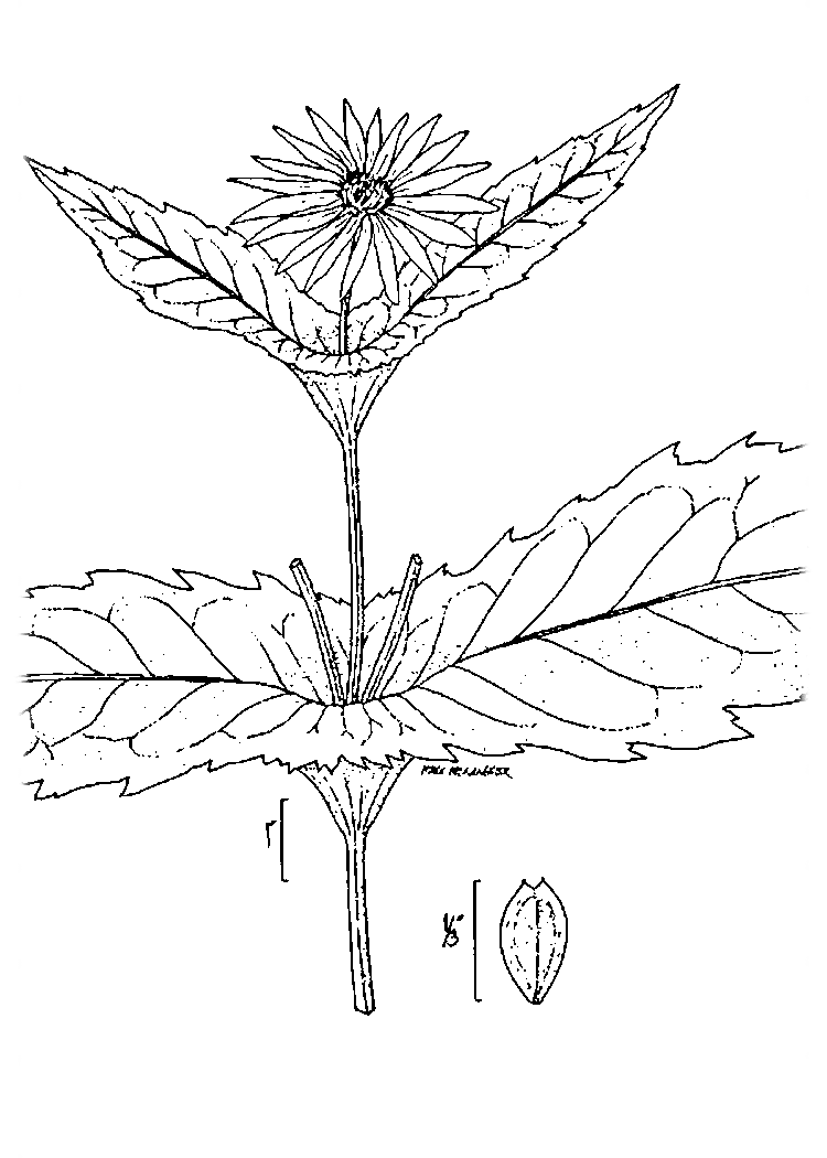 USDA-NRCS PLANTS Database / USDA NRCS. Wetland flora: Field office illustrated guide to plant species. USDA Natural Resources Conservation Service.