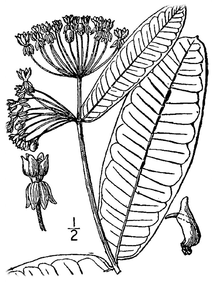 USDA-NRCS PLANTS Database / Britton, N.L., and A. Brown. 1913. An illustrated flora of the northern United States, Canada and the British Possessions. 3 vols. Charles Scribner's Sons, New York. Vol. 3: 28.