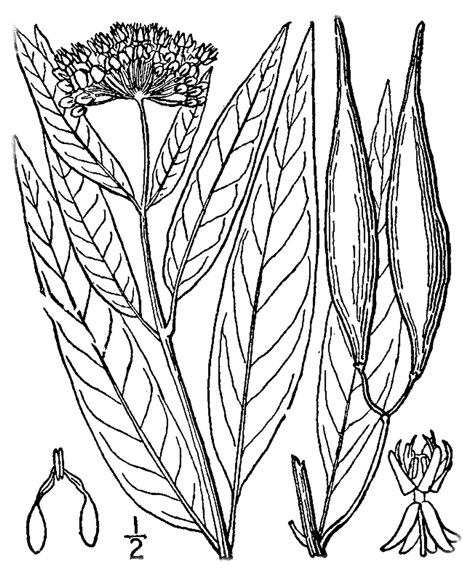 USDA-NRCS PLANTS Database / Britton, N.L., and A. Brown. 1913. An illustrated flora of the northern United States, Canada and the British Possessions. 3 vols. Charles Scribner's Sons, New York. Vol. 3: 26.